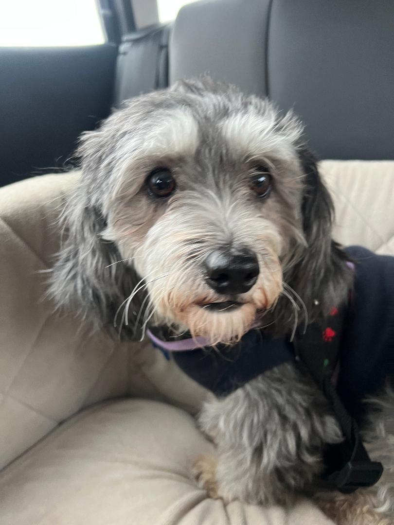 Enlarge Kelce in Little Chute, Wisconsin , a ADOPTABLE Havanese in Livonia, MI image 3/6