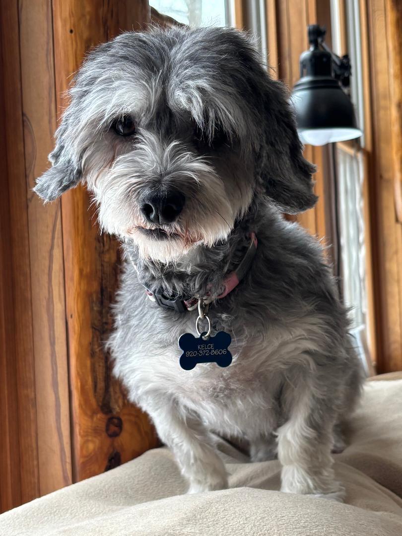 Enlarge Kelce in Little Chute, Wisconsin , a ADOPTABLE Havanese in Livonia, MI image 6/6