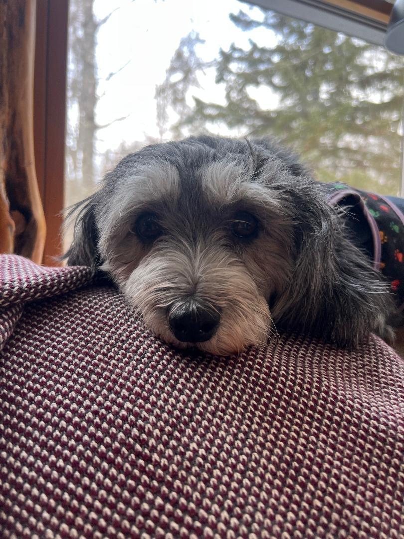 Kelce in Little Chute, Wisconsin , ADOPTABLE, Adult Female Havanese.