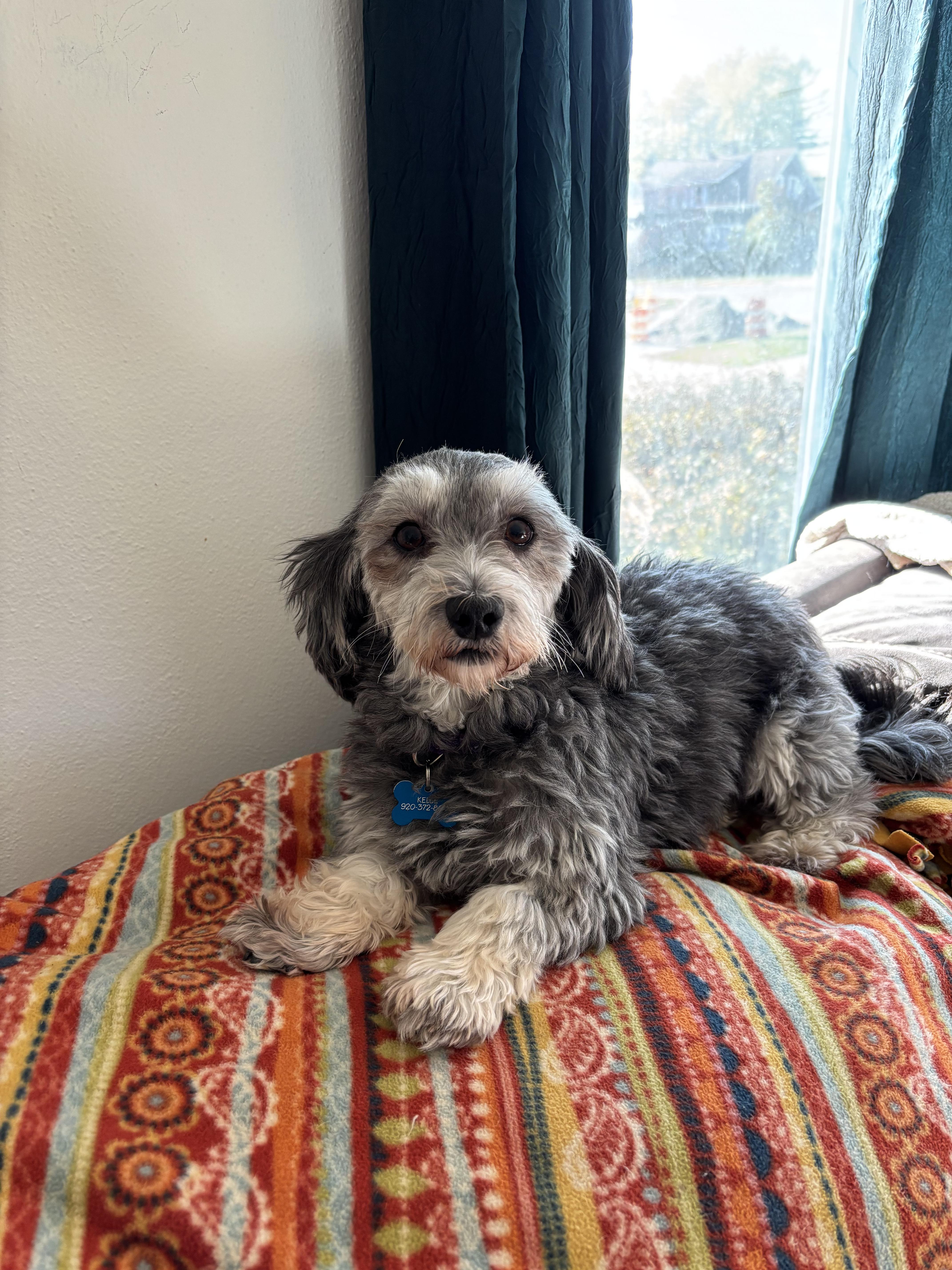 Enlarge Kelce in Little Chute, Wisconsin , a ADOPTABLE Havanese in Livonia, MI image 4/6