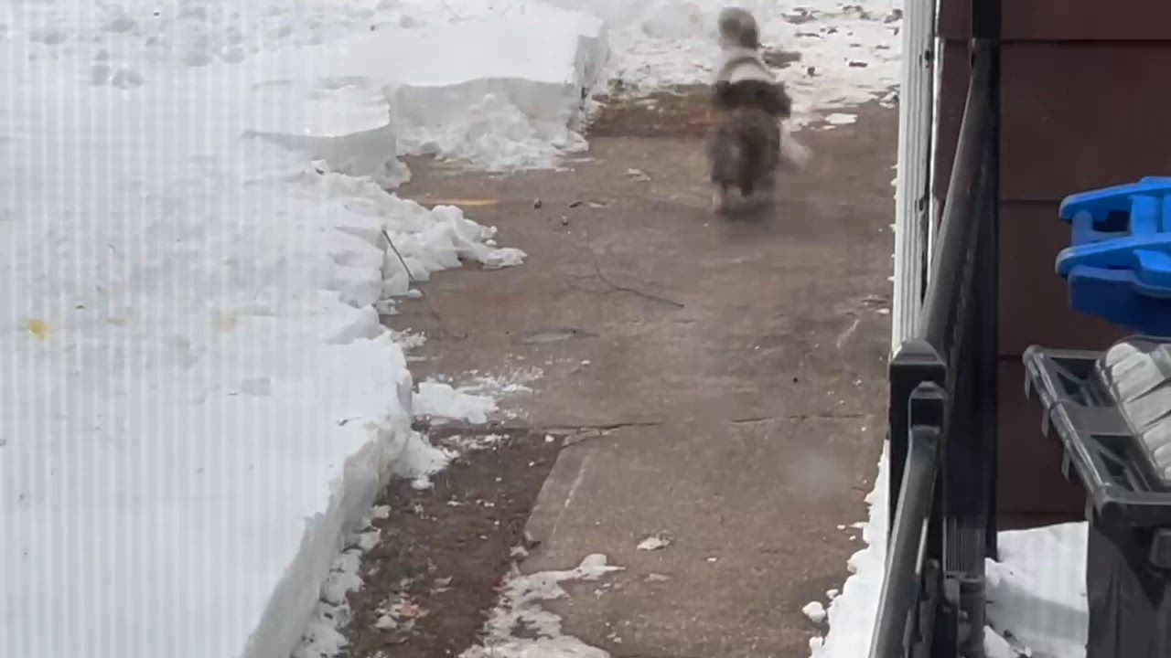 Enlarge Kelce in Little Chute, Wisconsin , a ADOPTABLE Havanese in Livonia, MI video 2/6