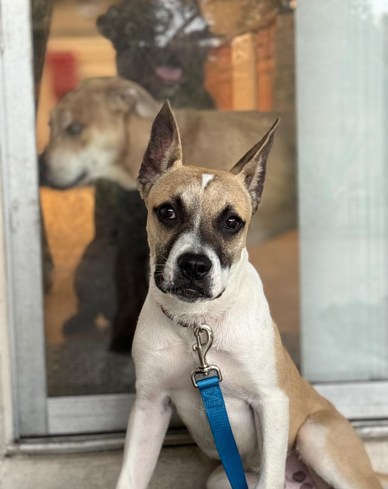 Enlarge Mojo, a ADOPTABLE Mixed Breed in stuart, FL image 1/2