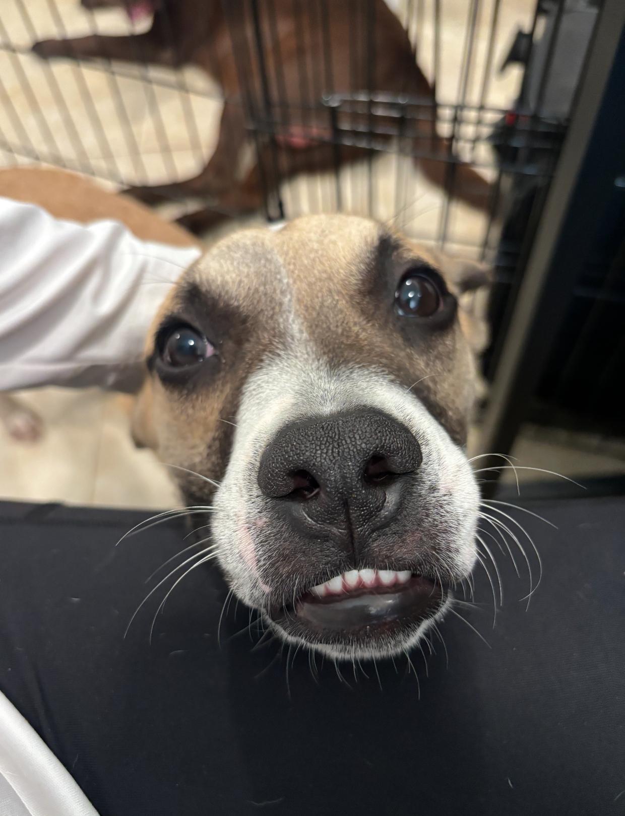 Enlarge Mojo, a ADOPTABLE Mixed Breed in stuart, FL image 2/2