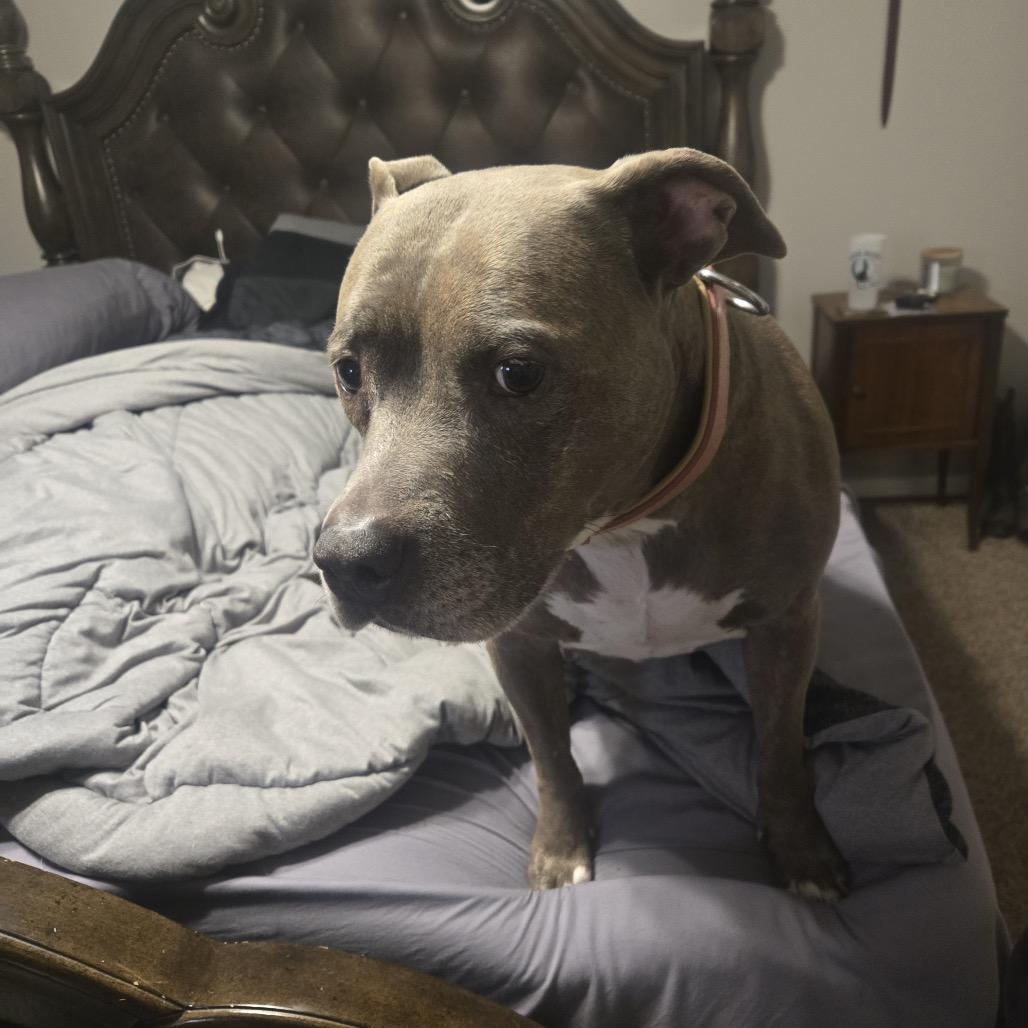 Enlarge Sissy, a Adoptable Pit Bull Terrier in Dallas, TX image 1/3