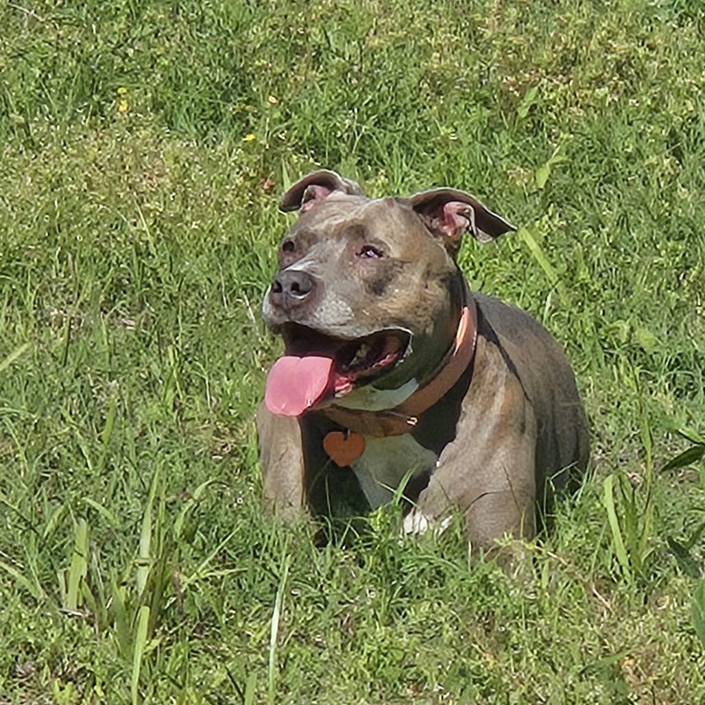 Enlarge Sissy, a Adoptable Pit Bull Terrier in Dallas, TX image 2/3