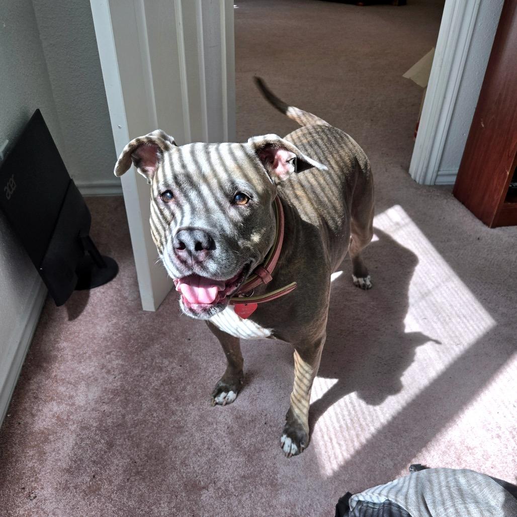 Enlarge Sissy, a Adoptable Pit Bull Terrier in Dallas, TX image 3/3