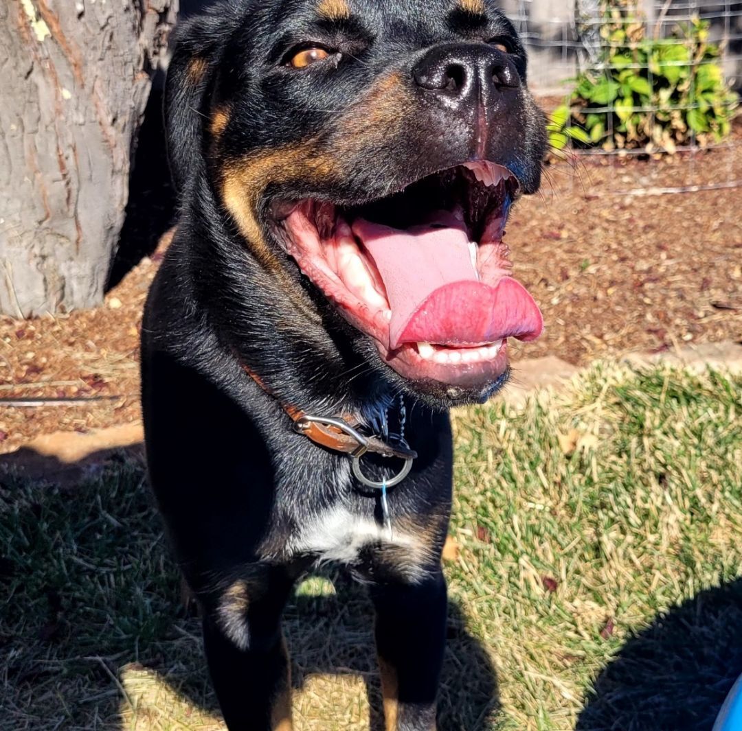 Chewy , a Adoptable mixed breed in San Jose, CA image 1/10