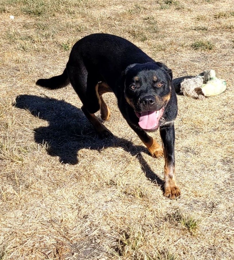 Chewy , Adoptable, Young Male Rottweiler.