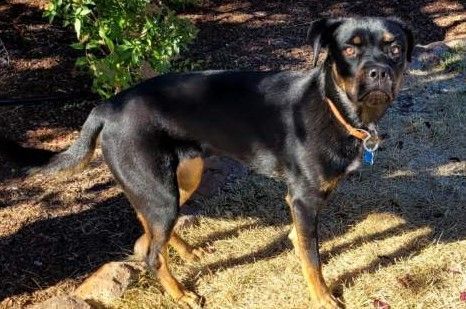 Chewy , a Adoptable mixed breed in San Jose, CA image 3/10