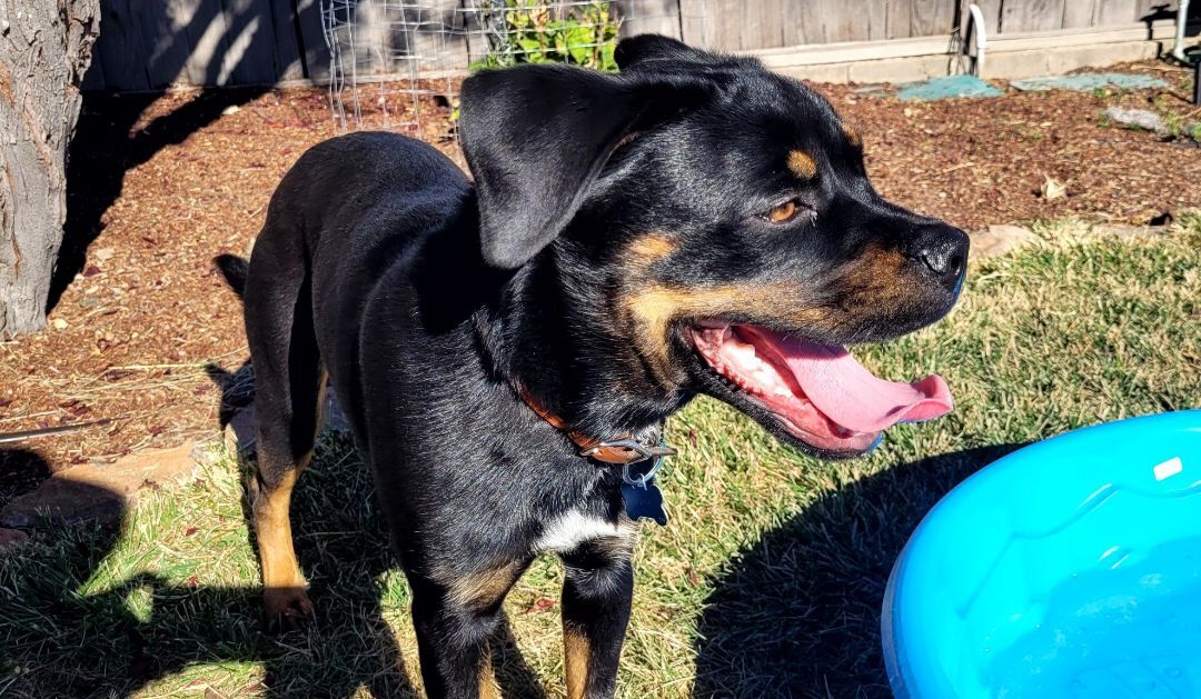 Chewy , a Adoptable mixed breed in San Jose, CA image 4/10