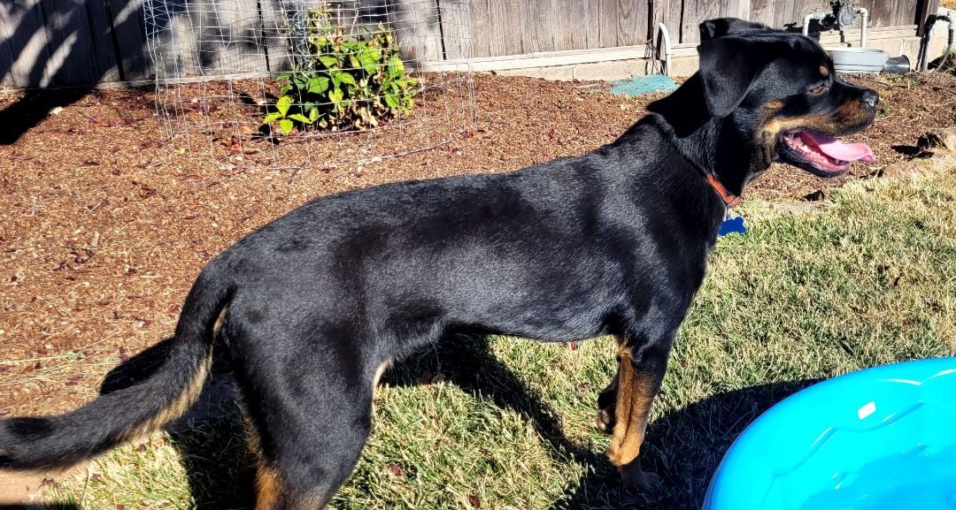 Chewy , a Adoptable mixed breed in San Jose, CA image 5/10
