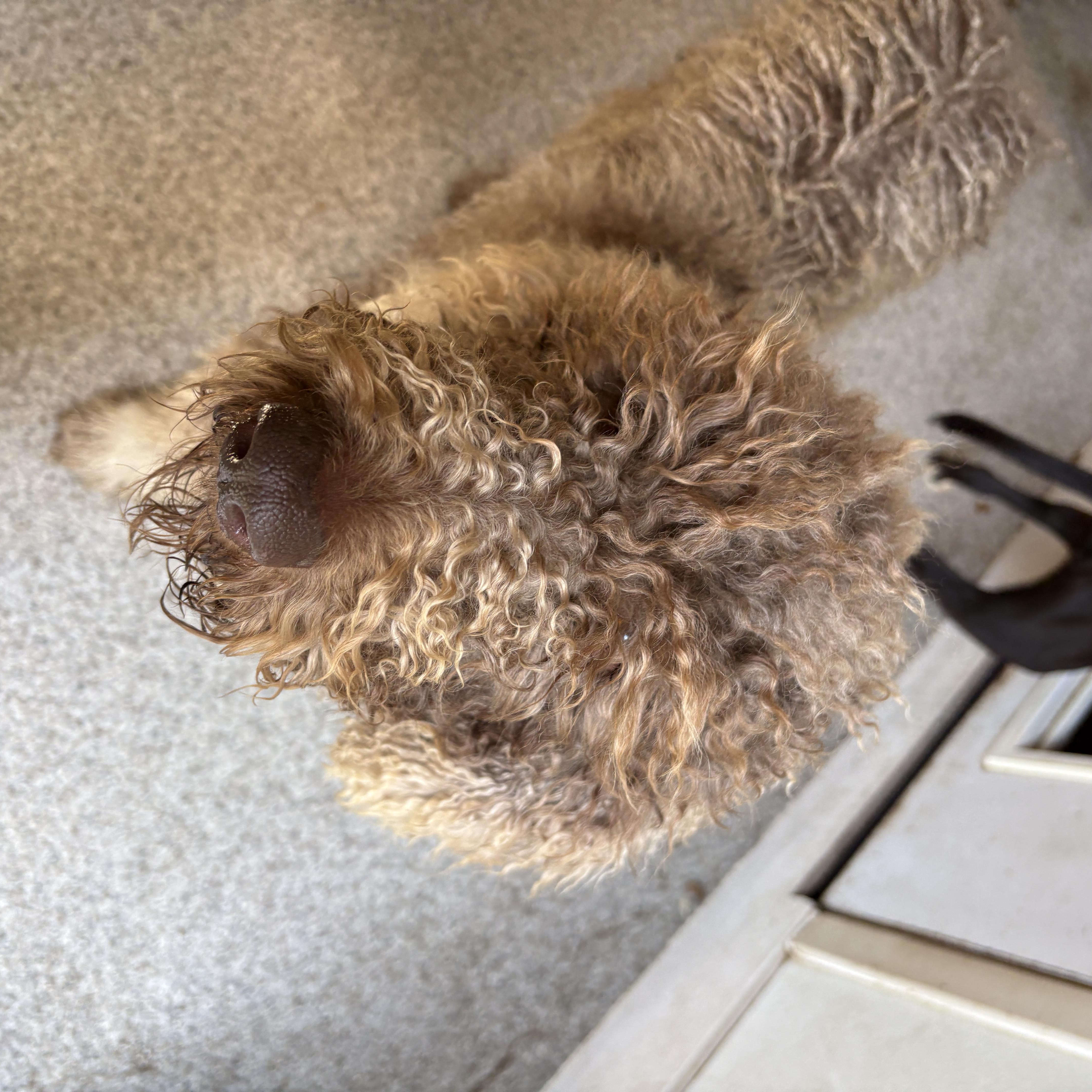 Enlarge Makayla, a ADOPTABLE mixed breed in De Pere, WI image 5/5