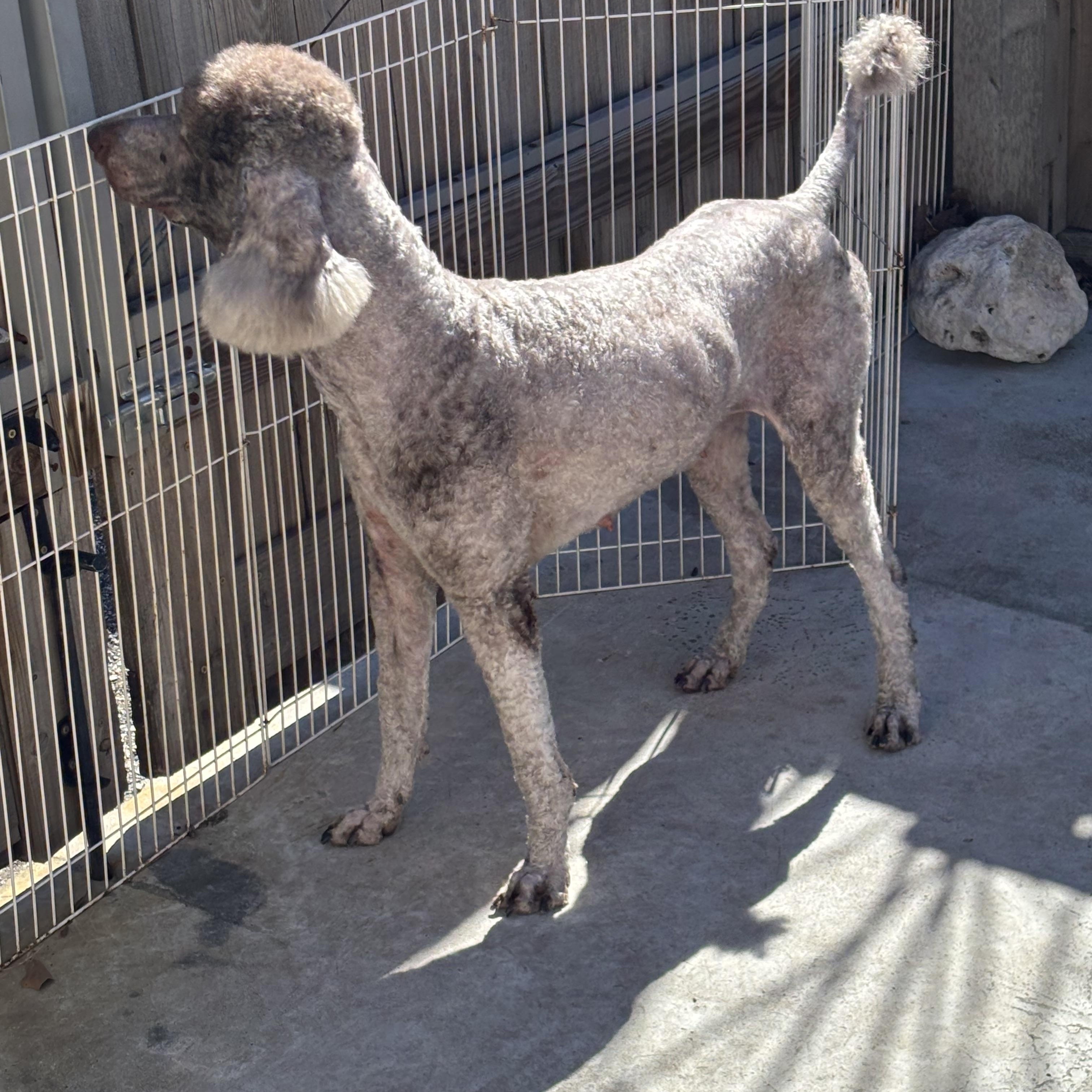 Enlarge Makayla, a ADOPTABLE mixed breed in De Pere, WI image 4/5