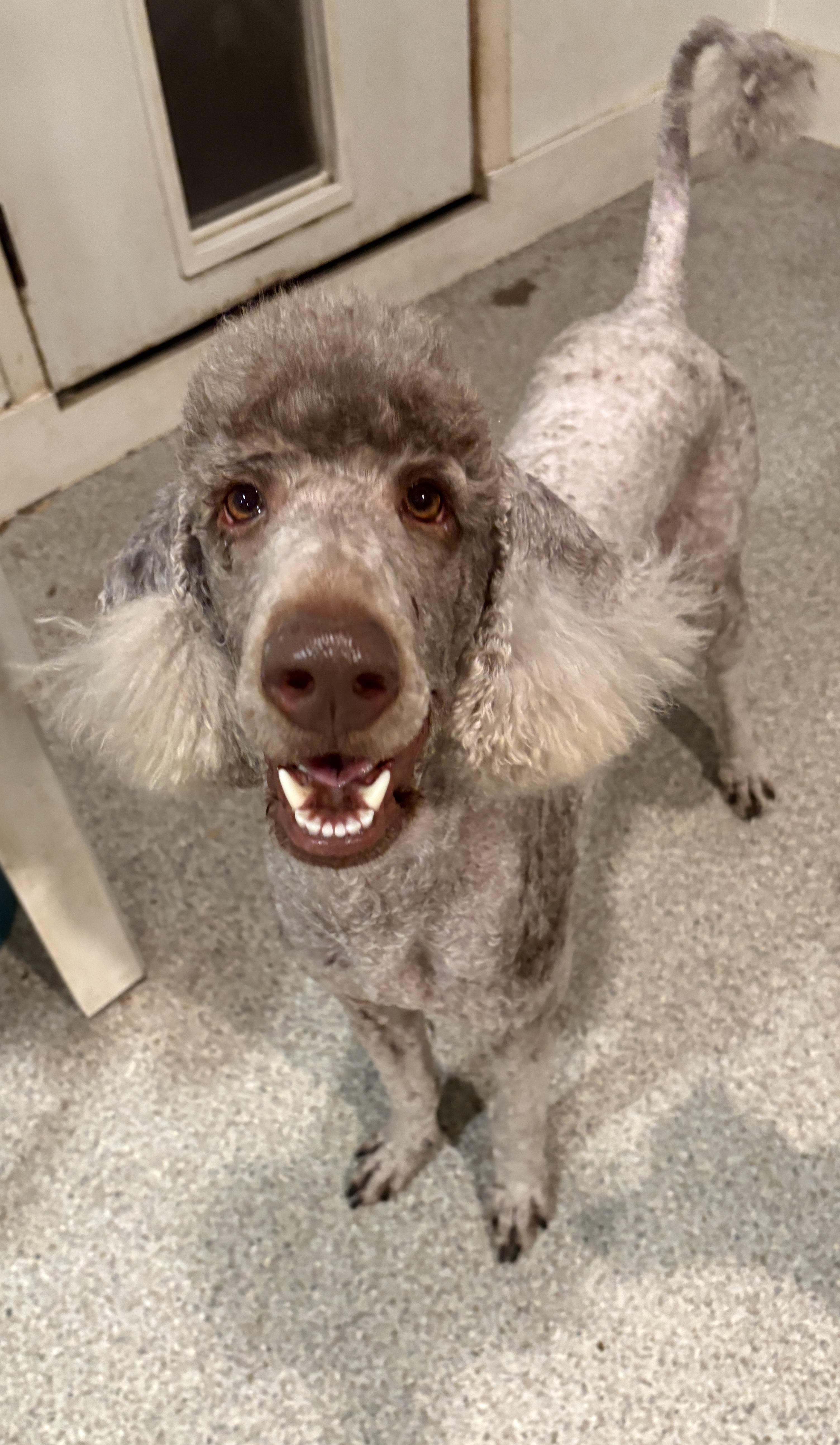 Makayla, ADOPTABLE, Young Female Standard Poodle.
