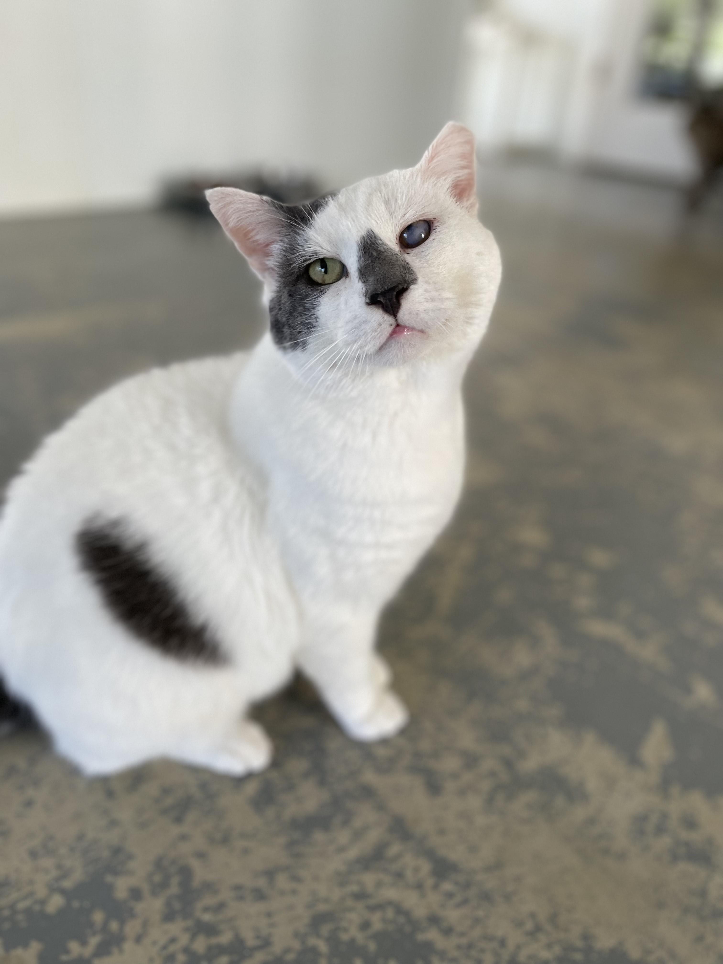 Enlarge Kermit, a Adoptable Domestic Short Hair in Hollister, CA image 4/6