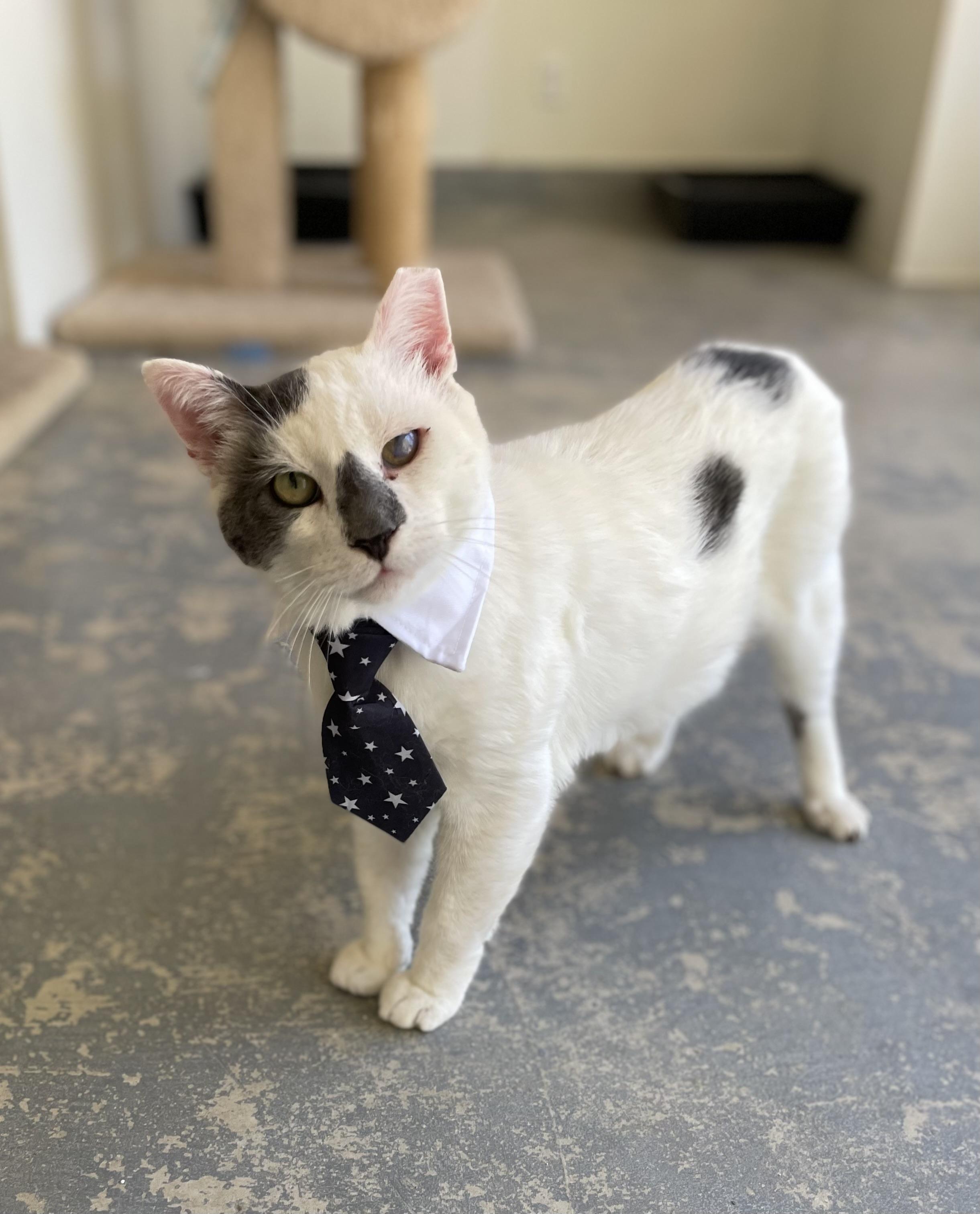 Enlarge Kermit, a Adoptable Domestic Short Hair in Hollister, CA image 2/6