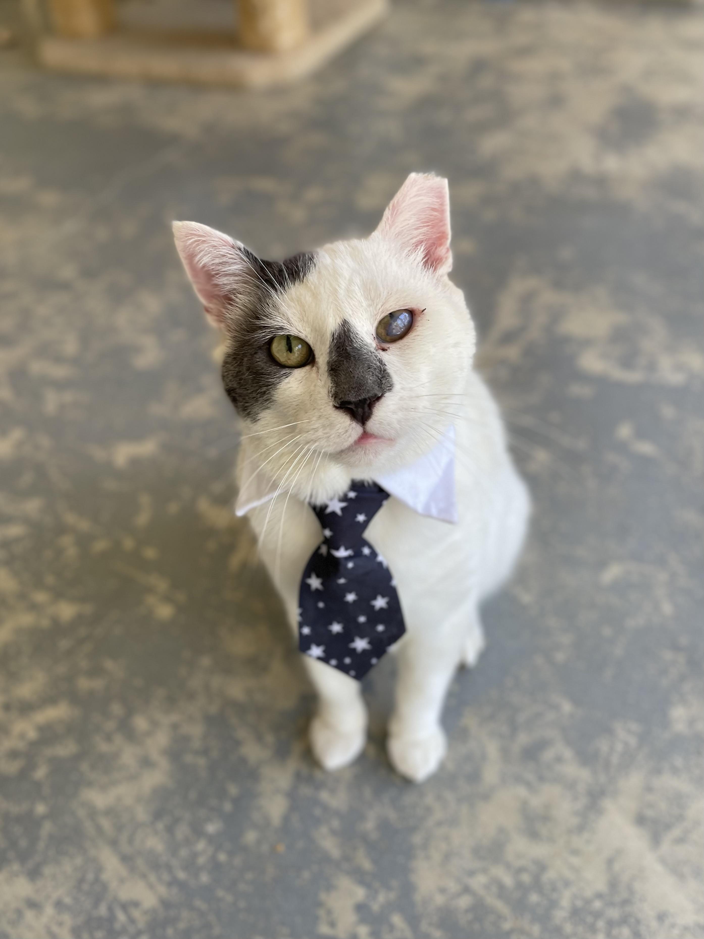 Kermit, Adoptable, Adult Male Domestic Short Hair.