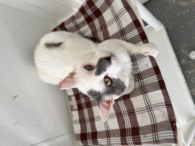 Enlarge Kermit, a Adoptable Domestic Short Hair in Hollister, CA image 5/6