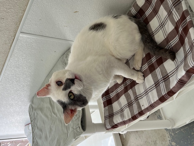 Enlarge Kermit, a Adoptable Domestic Short Hair in Hollister, CA image 6/6