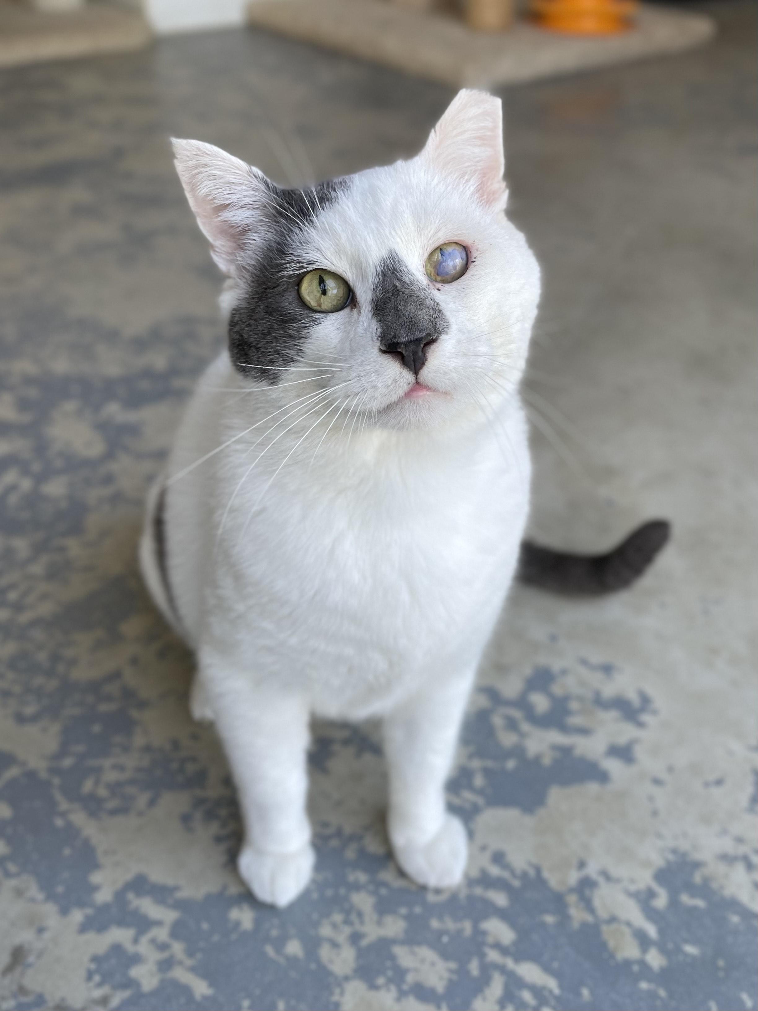 Kermit, an adoptable Domestic Short Hair in Hollister, CA, 95023 | Photo Image 3