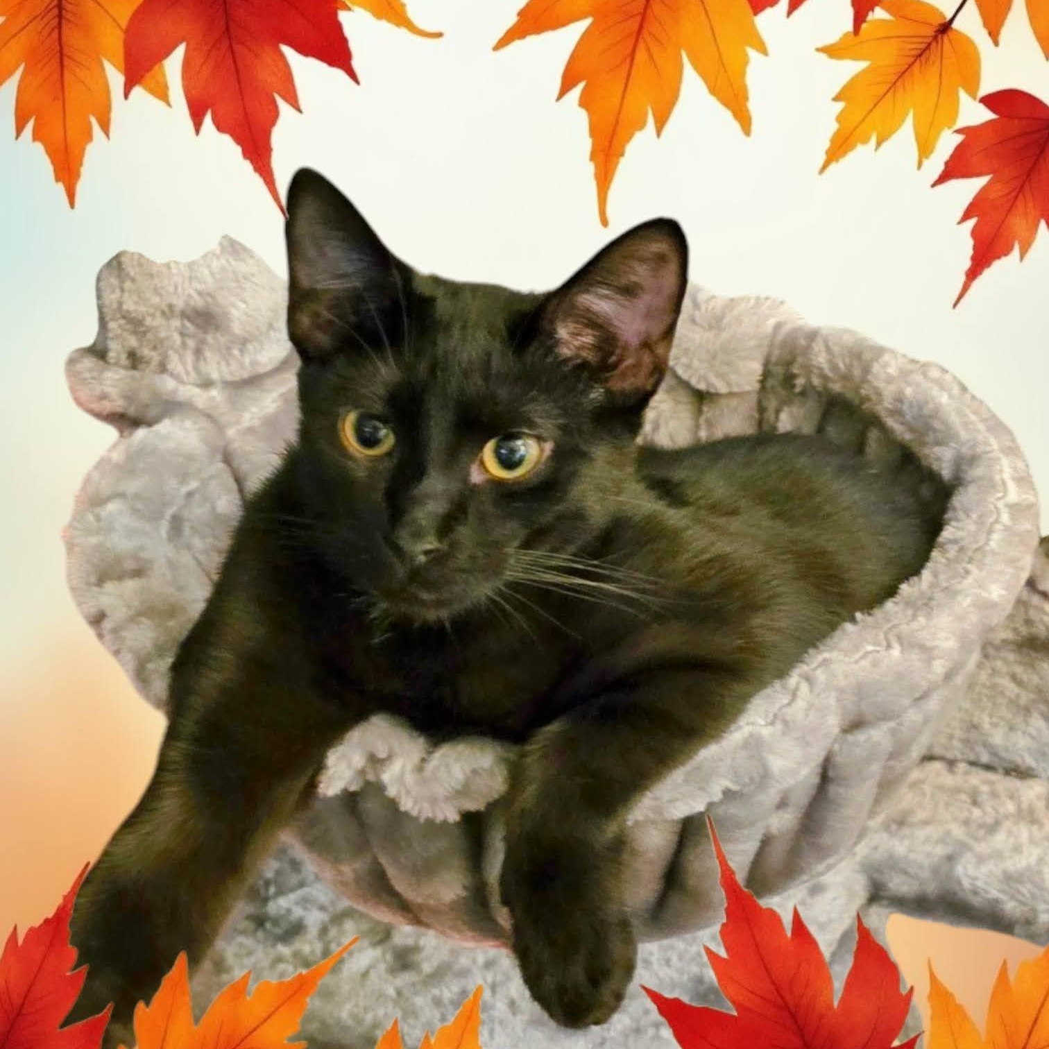 Inky, a Adoptable mixed breed in New Port Richey, FL image 1/4