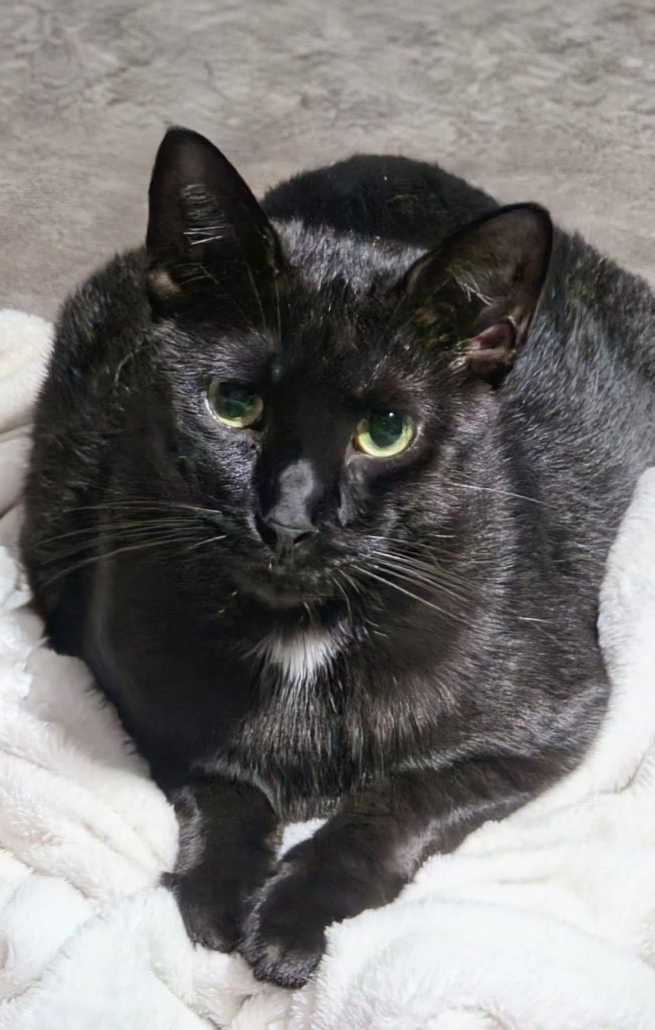 Enlarge Inky, a Adoptable mixed breed in New Port Richey, FL image 5/5