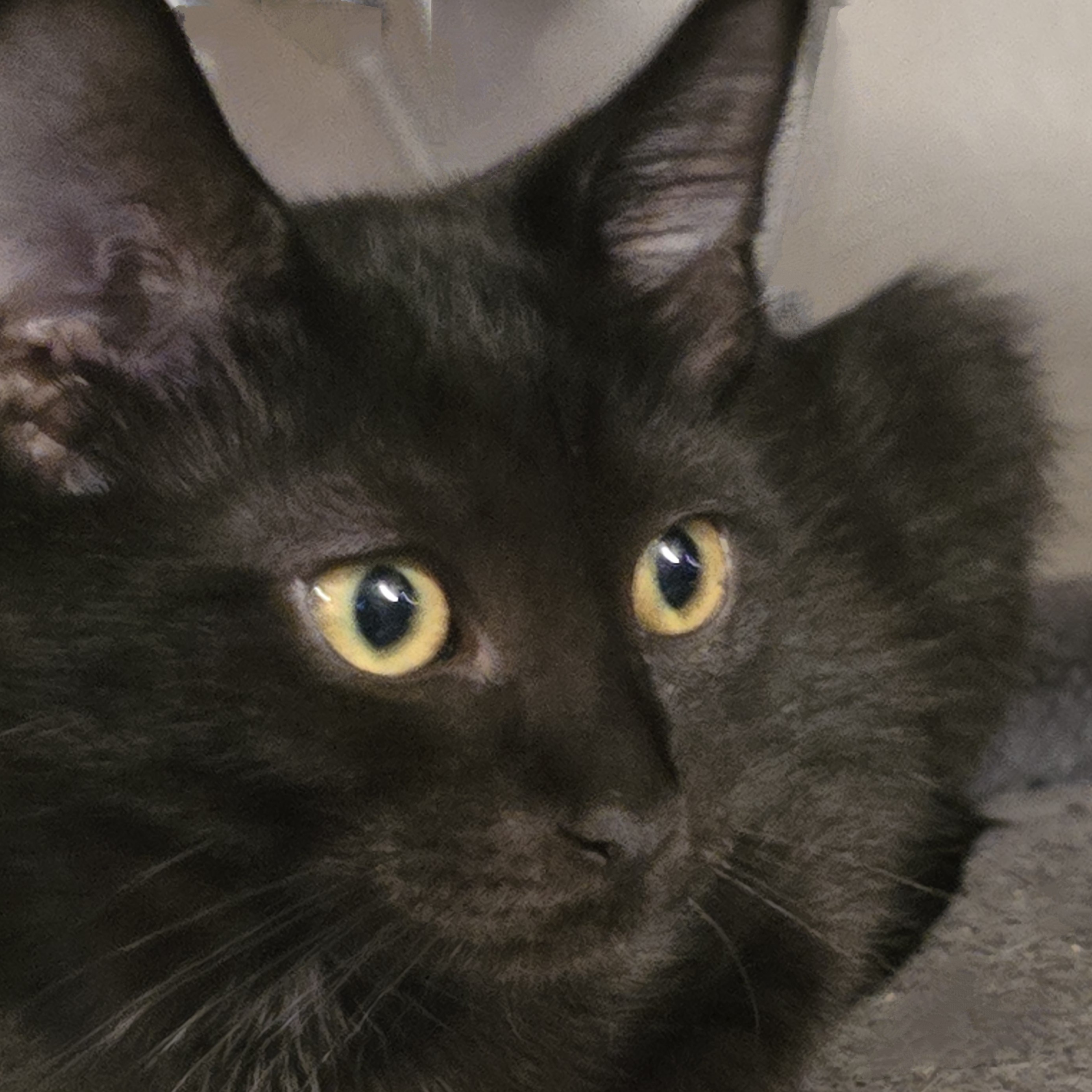 Inky, a Adoptable mixed breed in New Port Richey, FL image 2/4