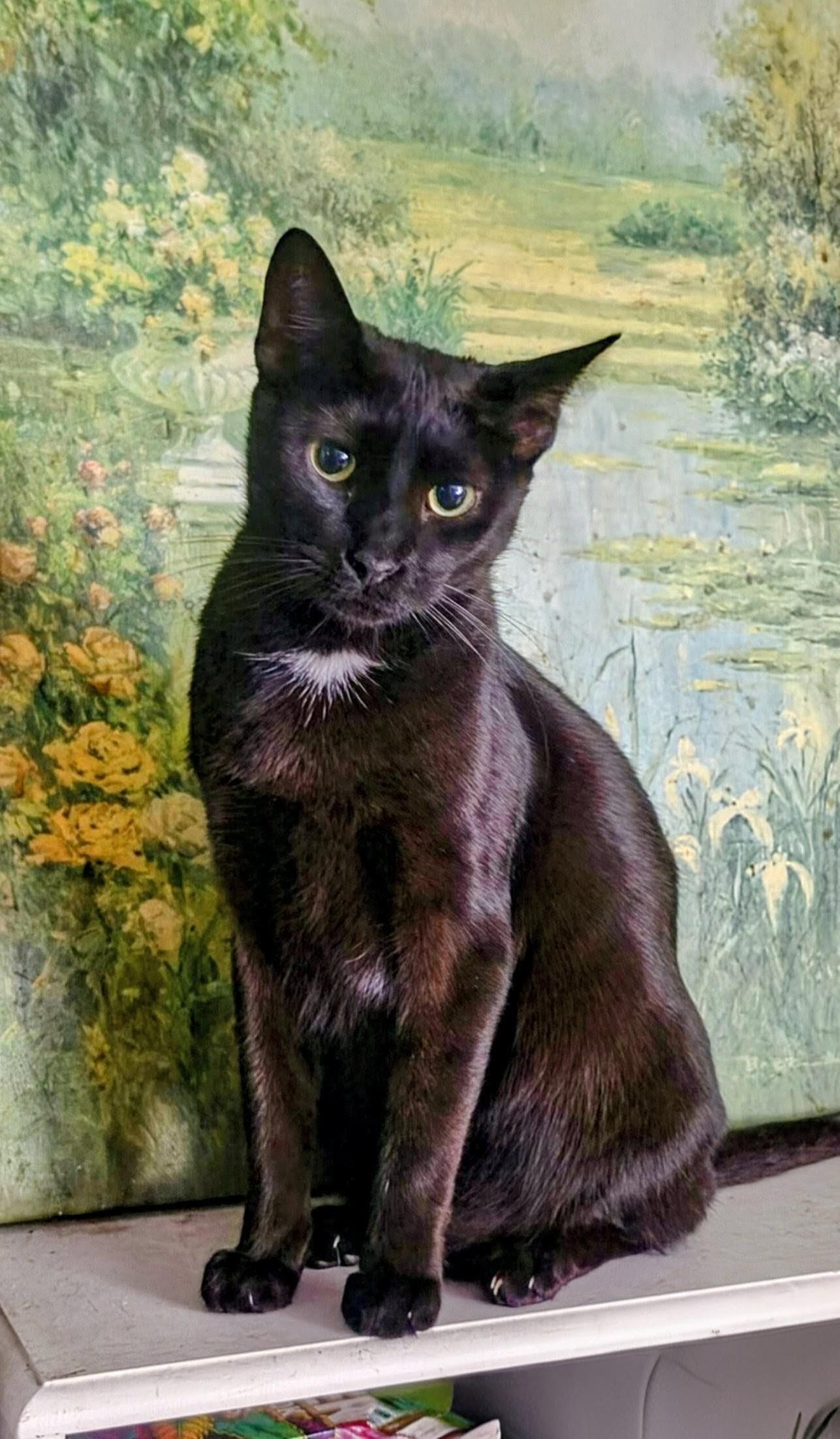 Inky, Adoptable, Young Male Domestic Short Hair & Siamese.