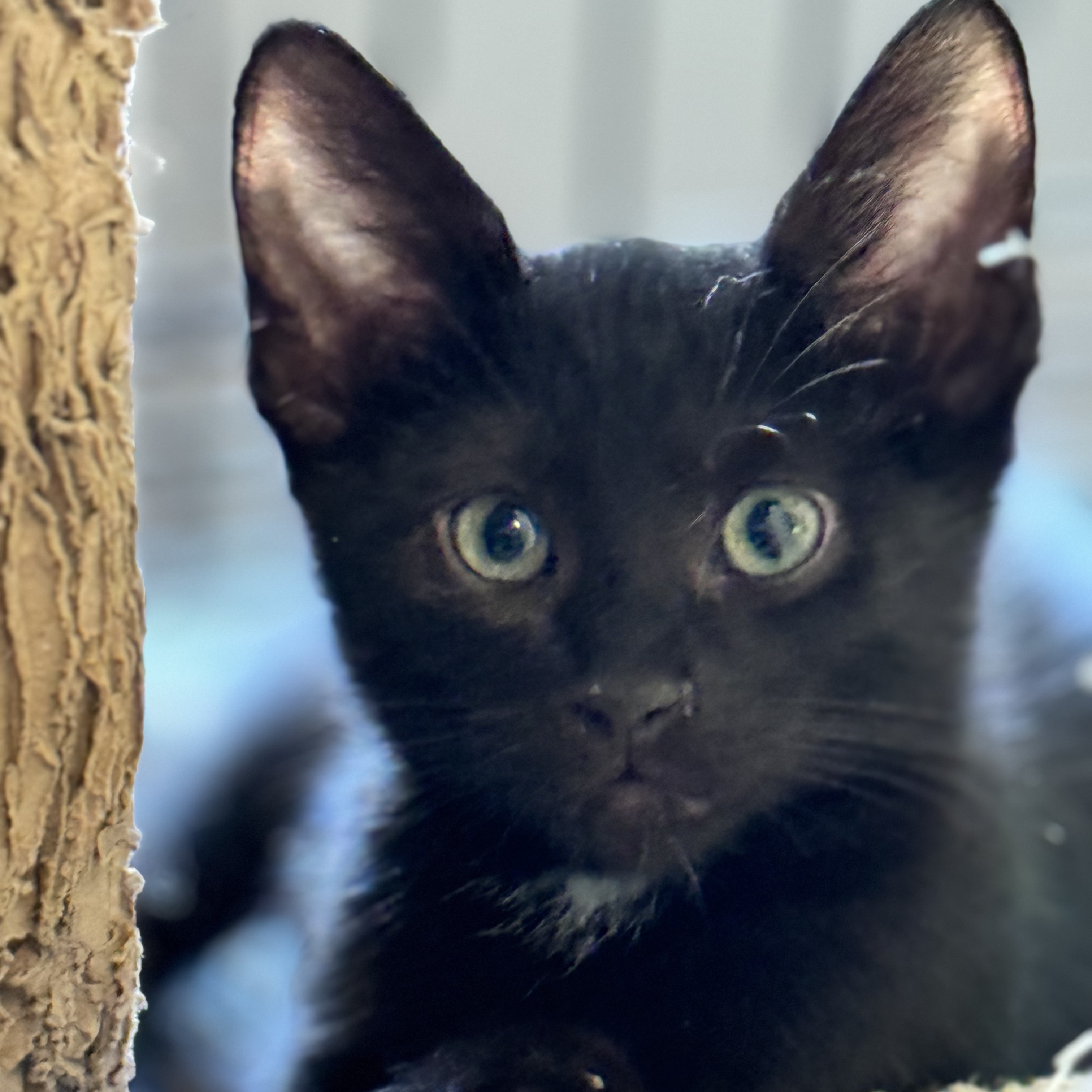 Inky, a Adoptable mixed breed in New Port Richey, FL image 3/4