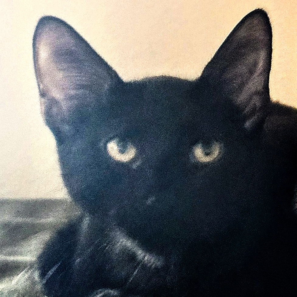 Inky, a Adoptable mixed breed in New Port Richey, FL image 4/4