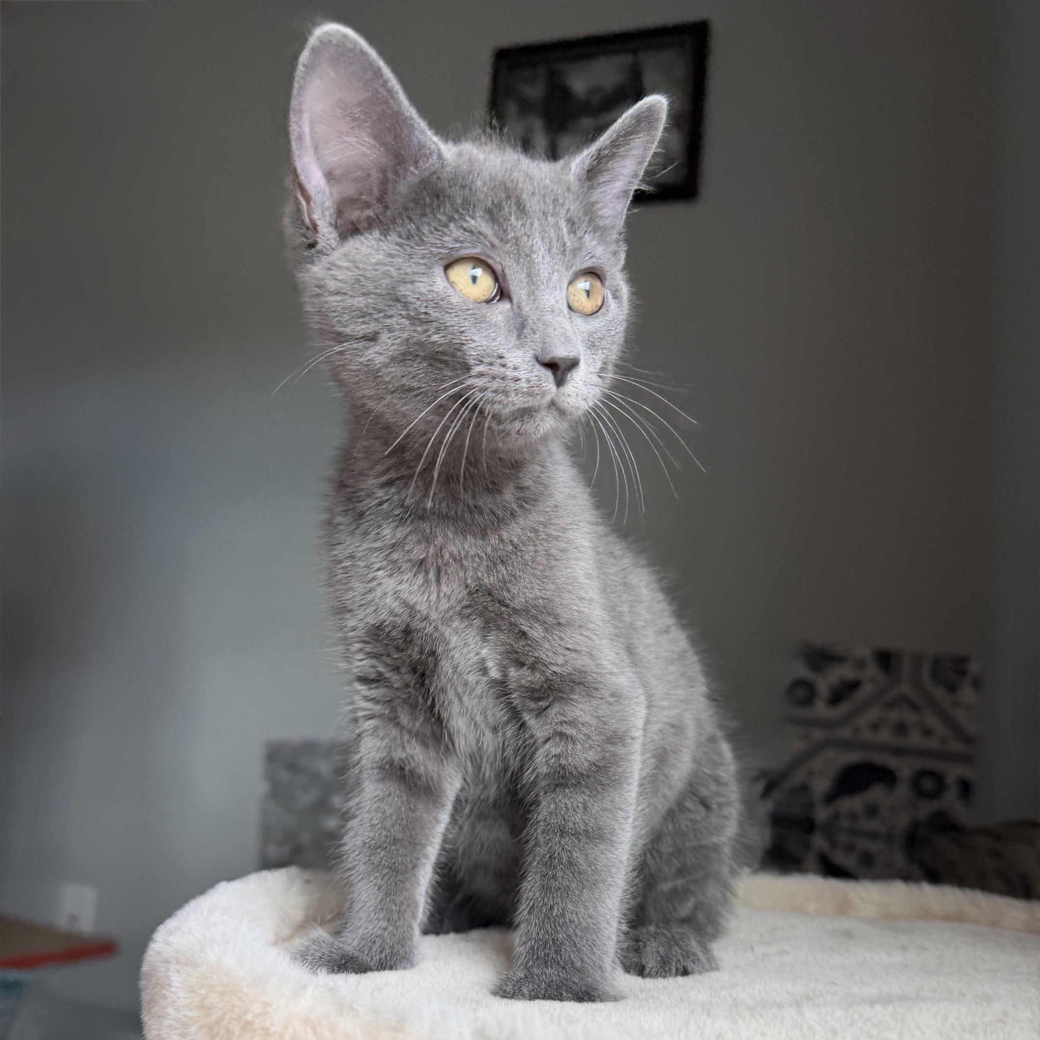 Dick Grayson, adopted, Kitten Male Domestic Short Hair.