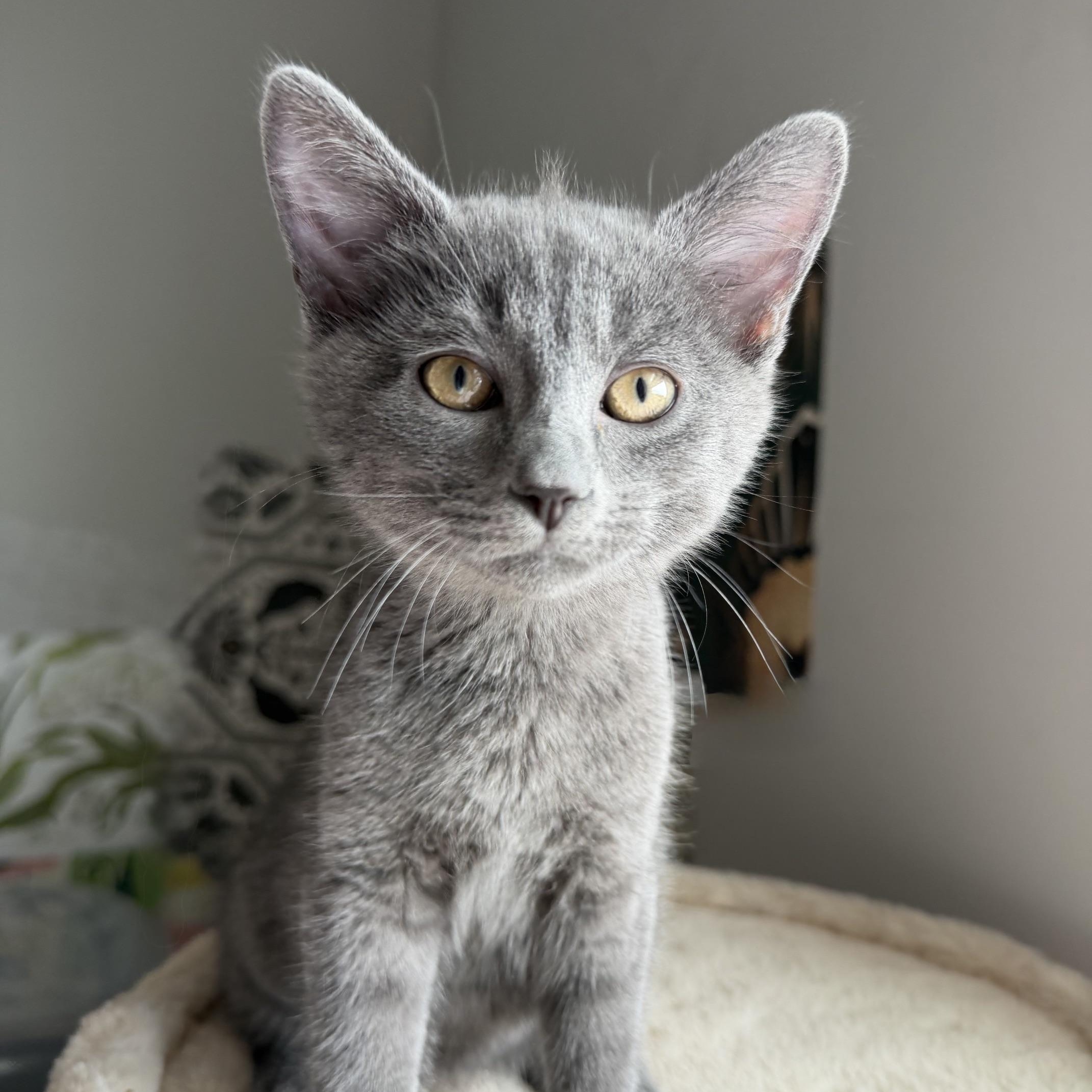 Enlarge Dick Grayson, an adopted Domestic Short Hair in Seymour, TN image 2/5