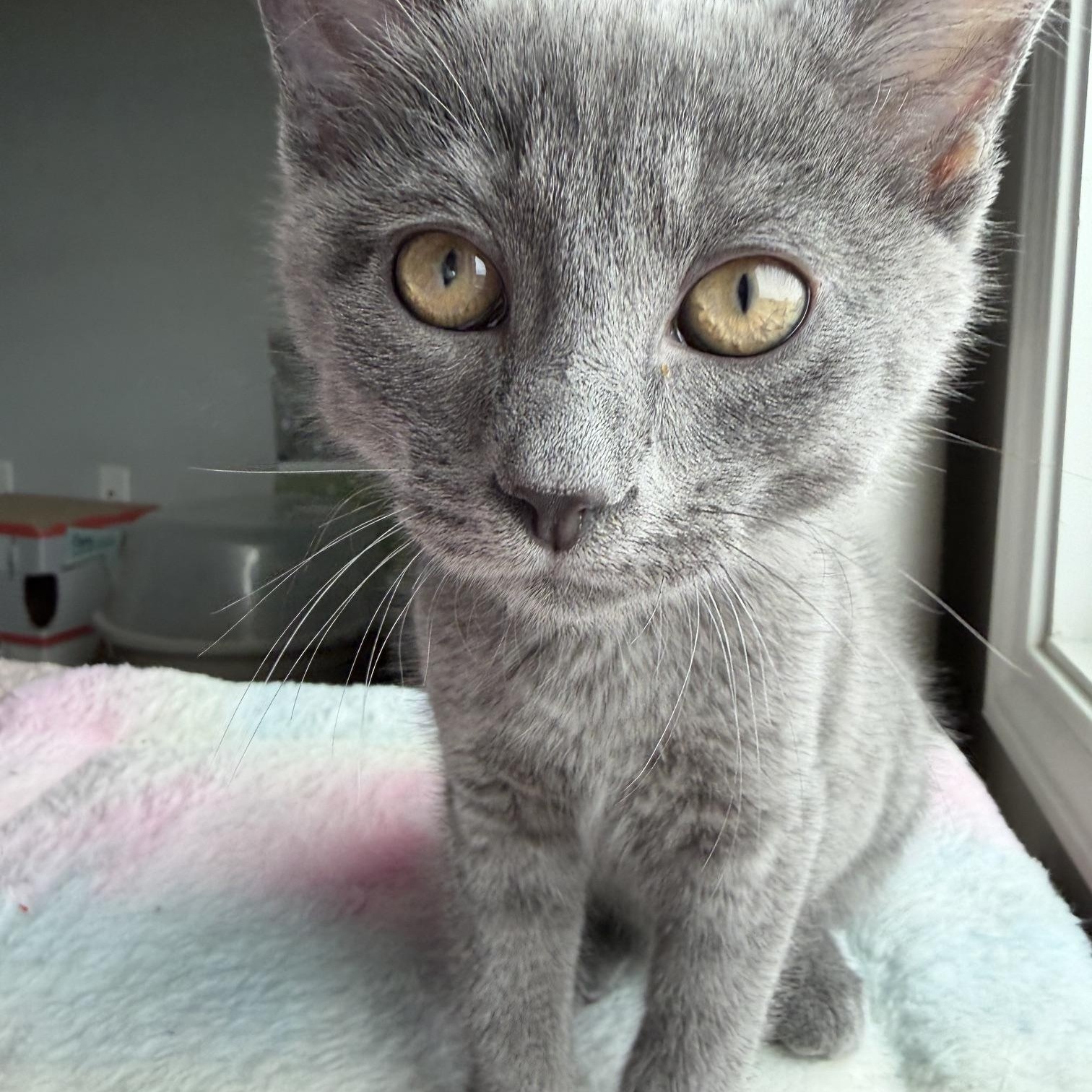 Enlarge Dick Grayson, an adopted Domestic Short Hair in Seymour, TN image 3/5
