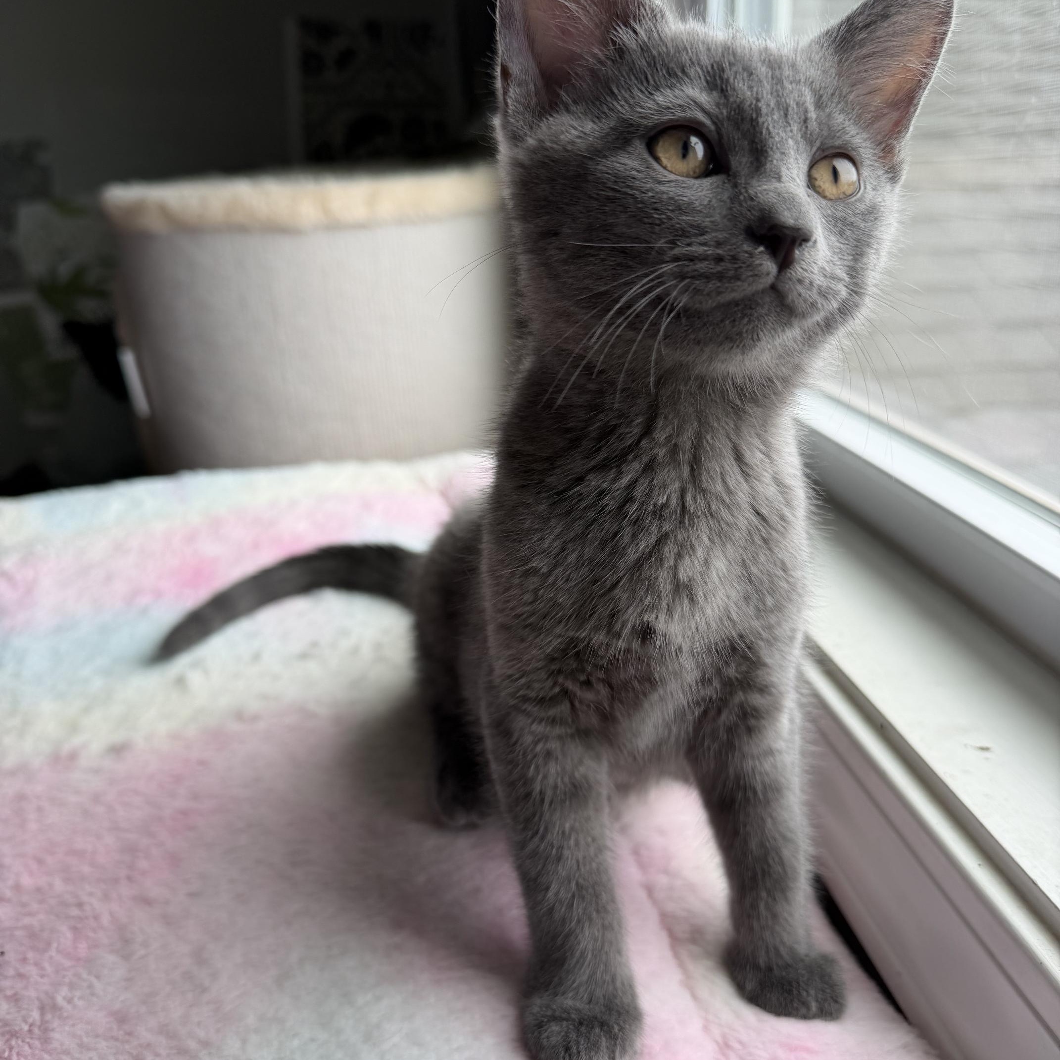 Enlarge Dick Grayson, an adopted Domestic Short Hair in Seymour, TN image 5/5