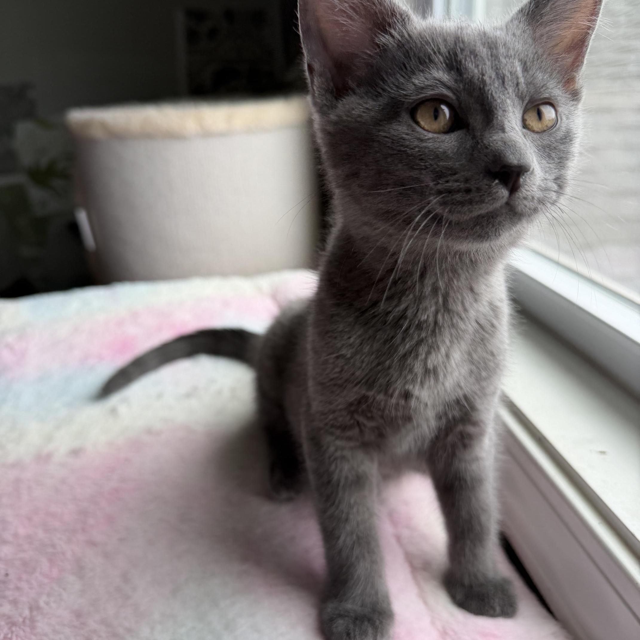 Enlarge Dick Grayson, an adopted Domestic Short Hair in Seymour, TN image 4/5