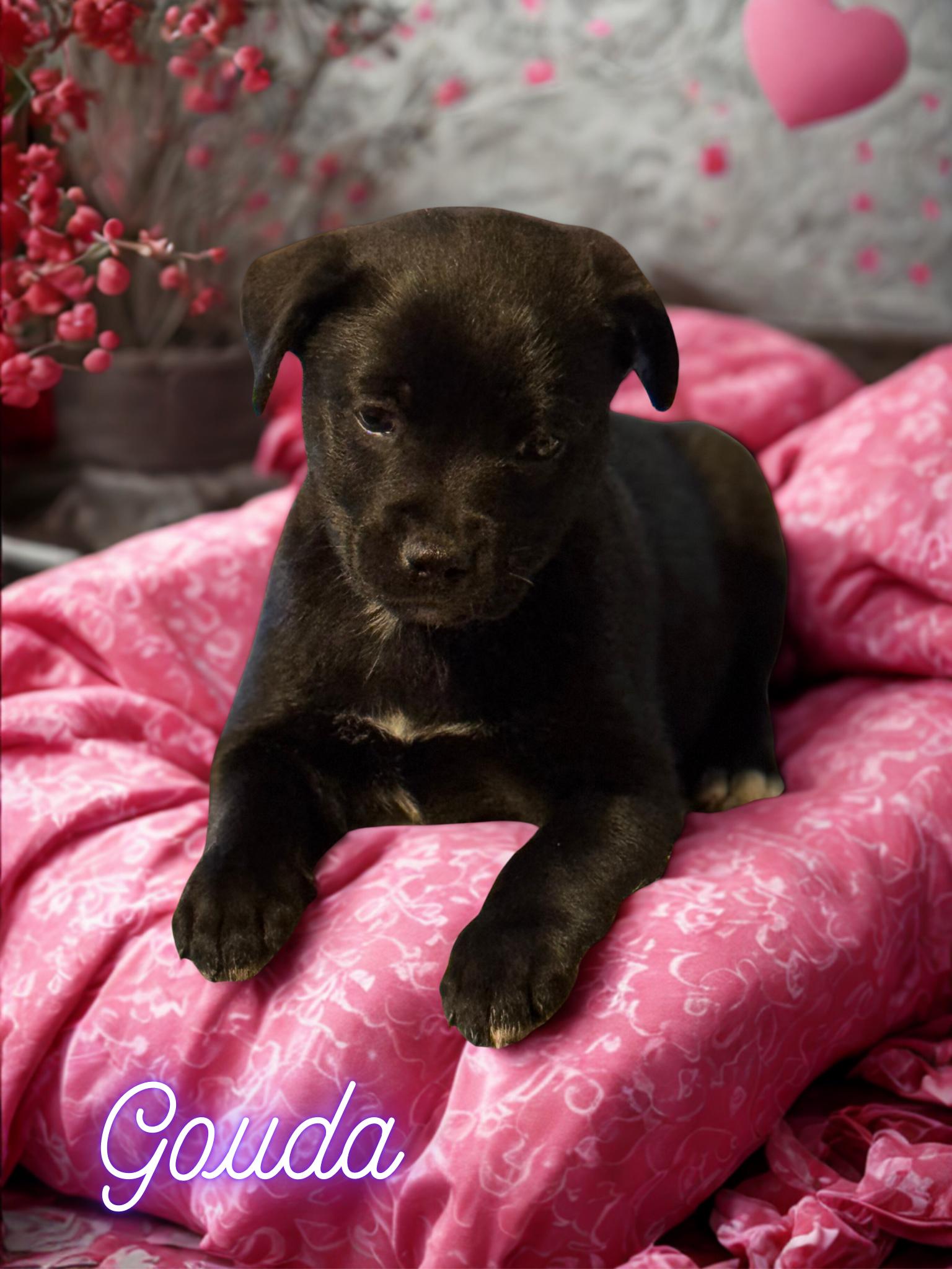 Enlarge Gouda, a Adopted mixed breed in Willard, NC image 1/3