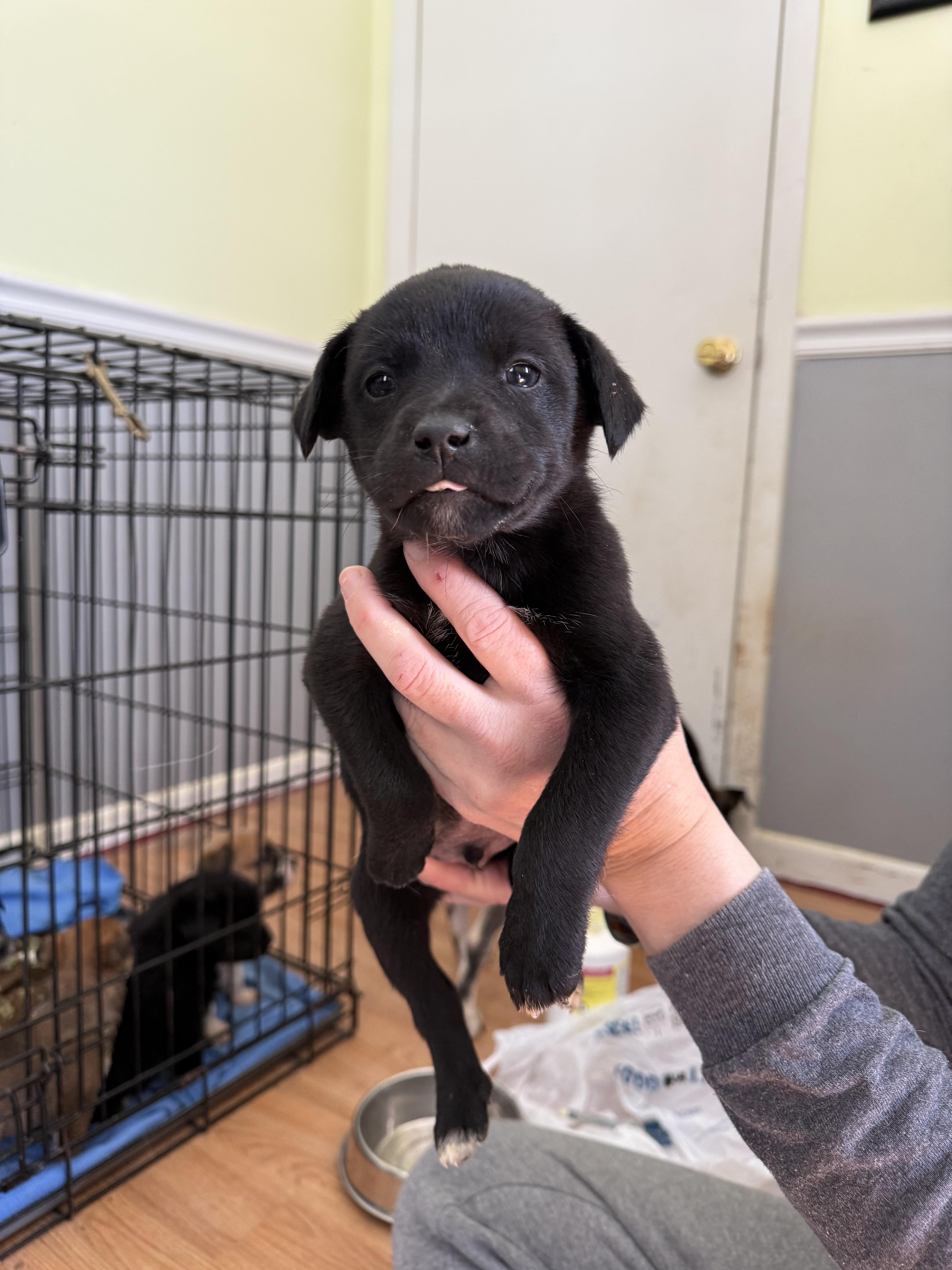 Enlarge Gouda, a Adopted mixed breed in Willard, NC image 2/3