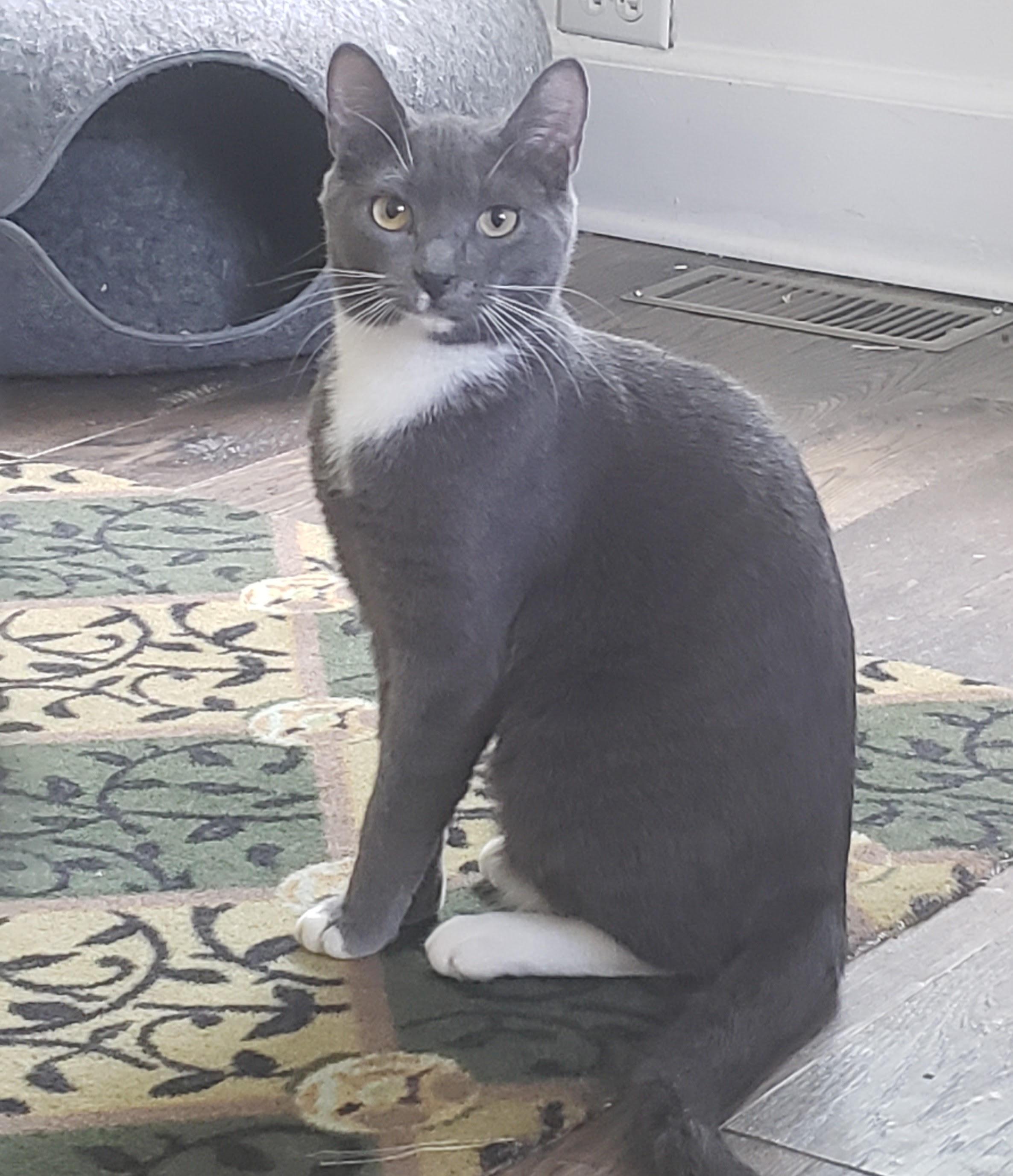 Tonka, a ADOPTABLE Domestic Short Hair in Pickering, ON image 1/3