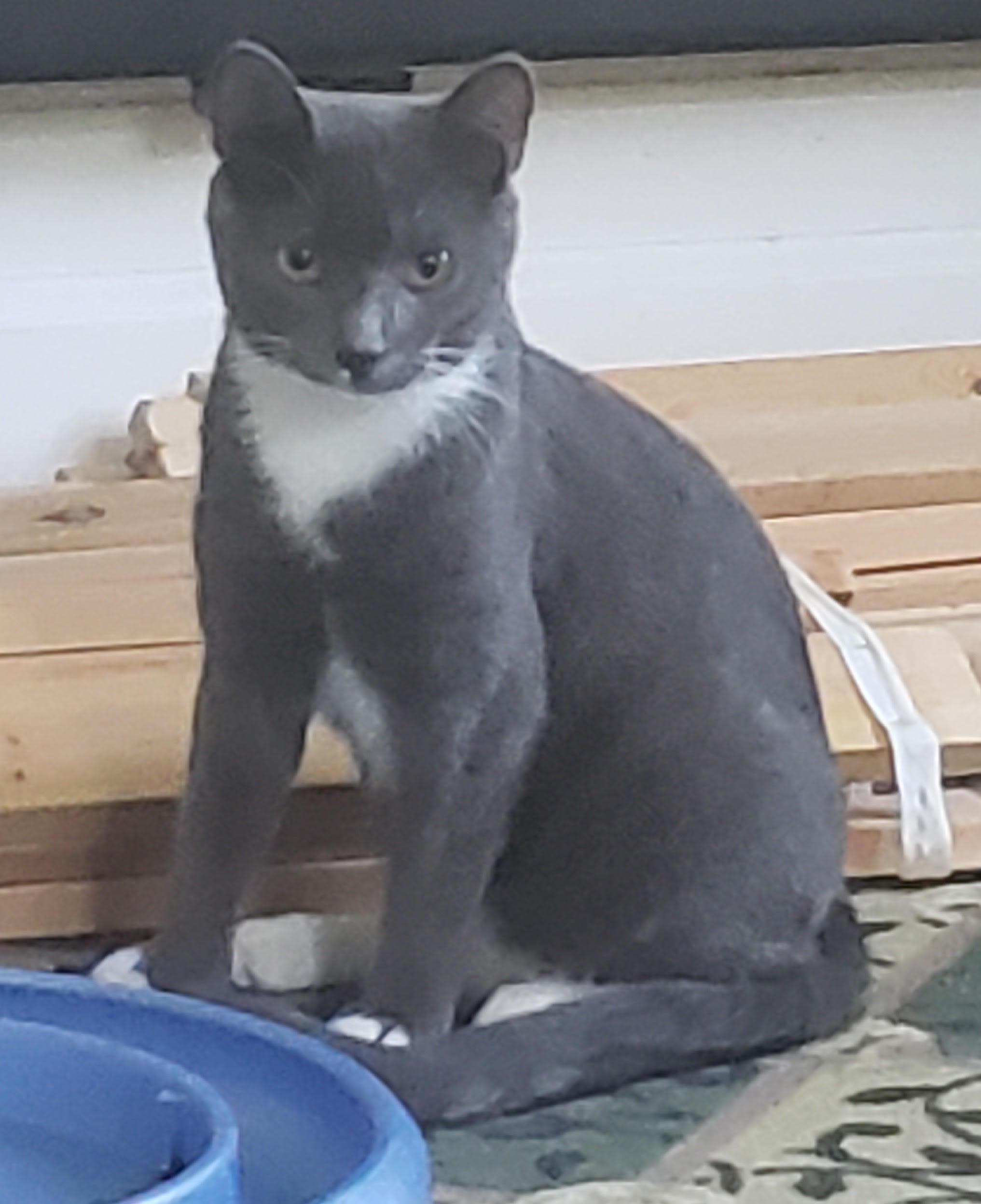 Tonka, a ADOPTABLE Domestic Short Hair in Pickering, ON image 2/3