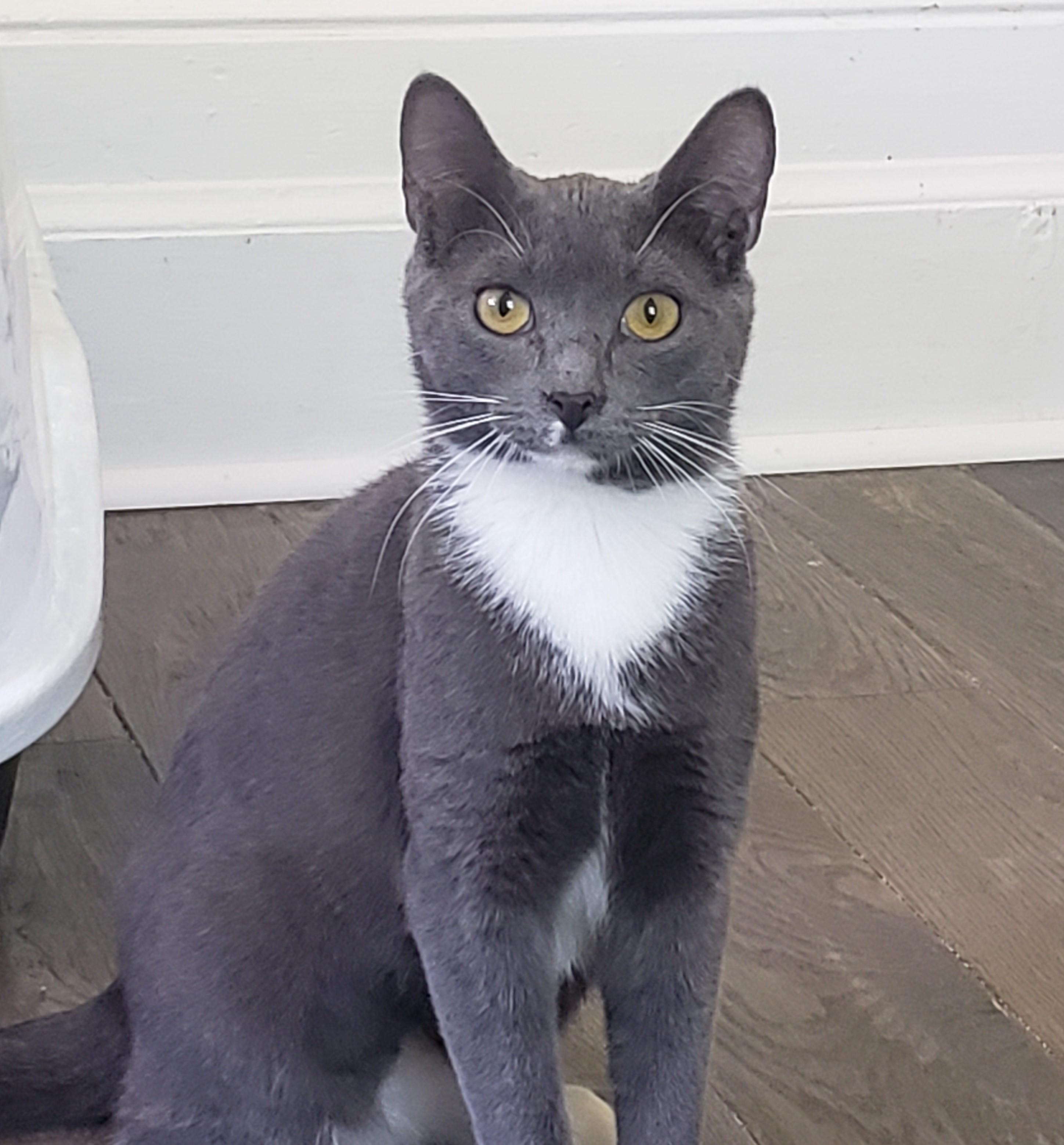 Tonka, a ADOPTABLE Domestic Short Hair in Pickering, ON image 3/3