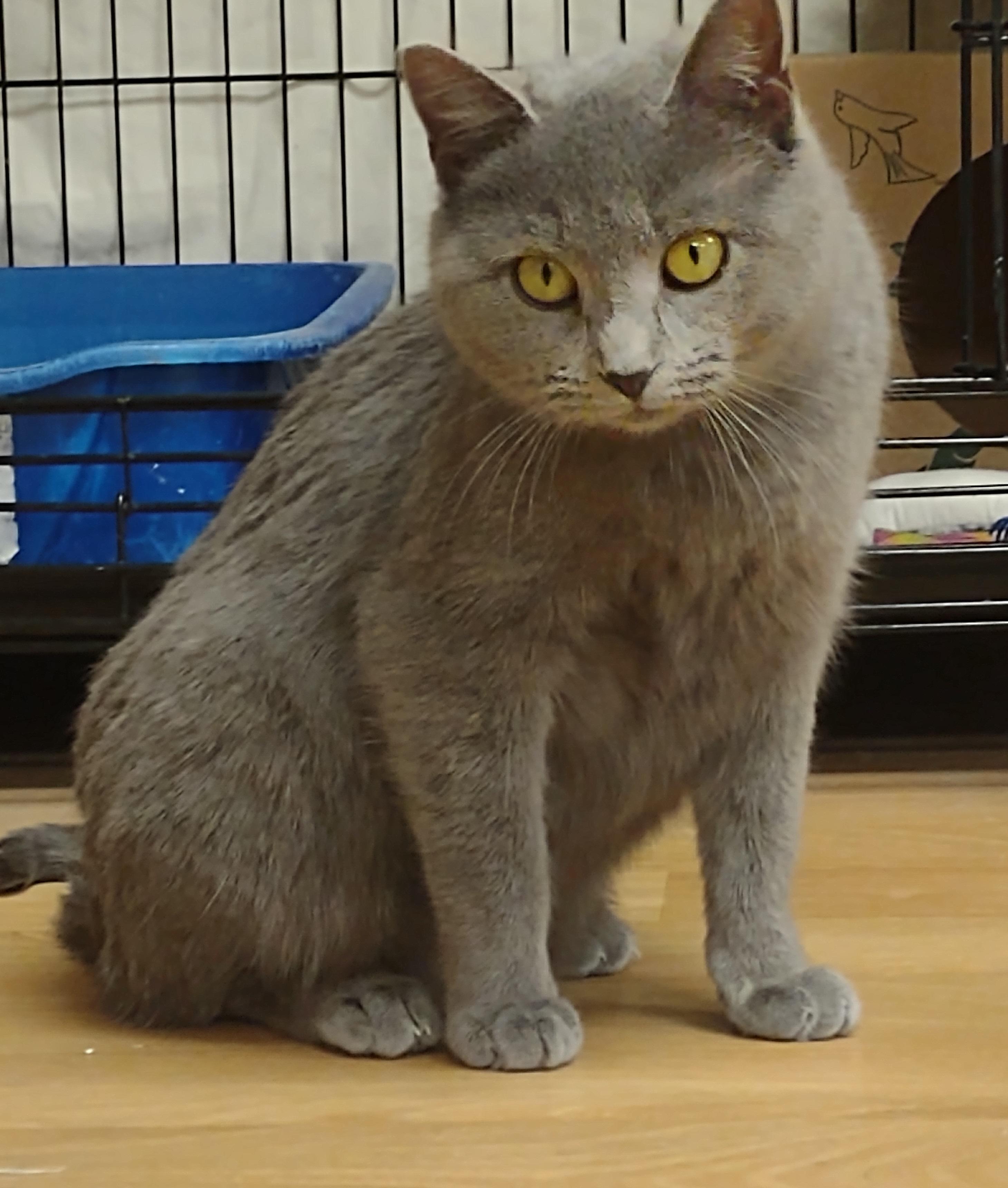 Enlarge Velvet, a ADOPTABLE mixed breed in Montour Falls, NY image 3/5