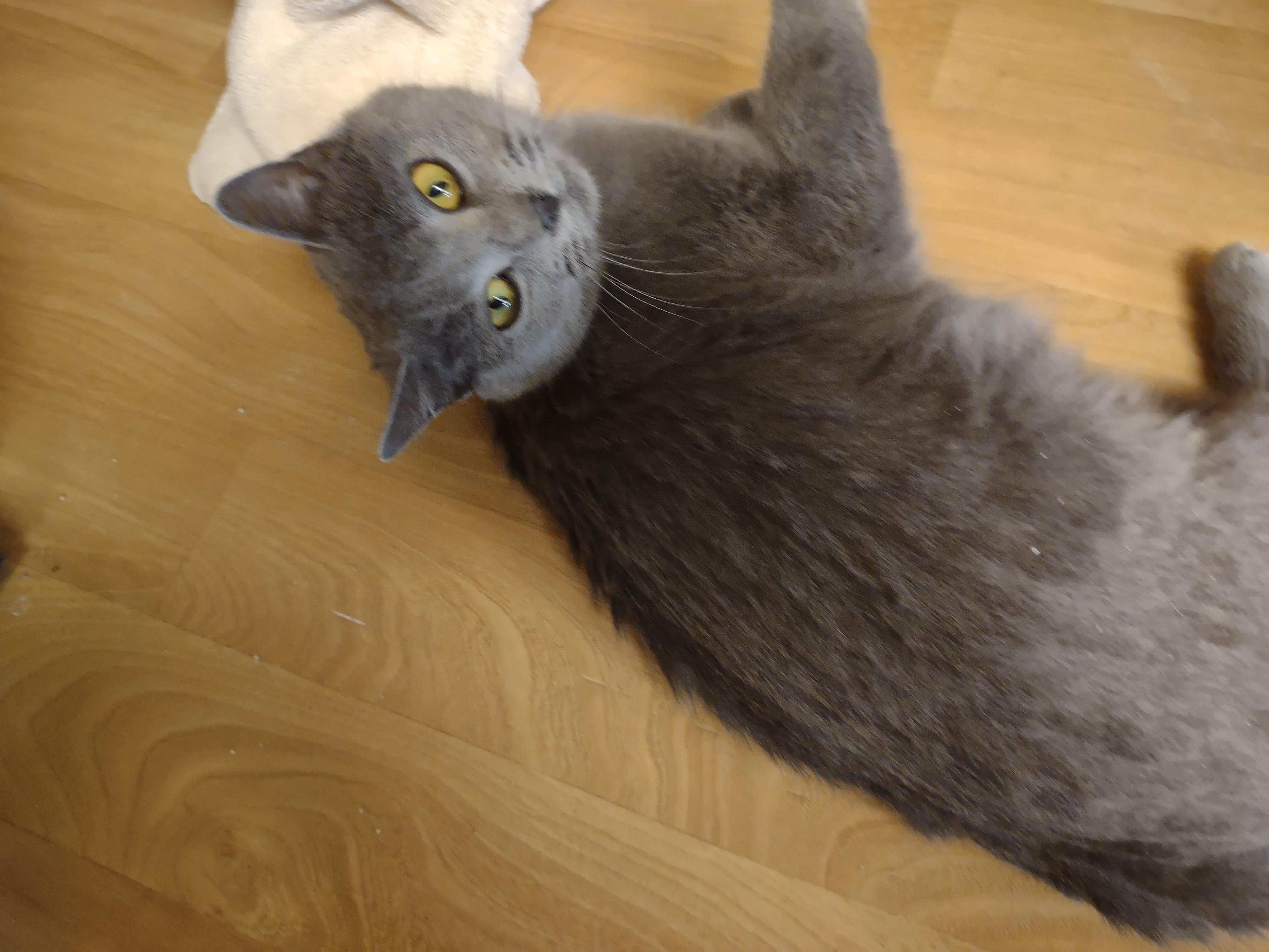 Enlarge Velvet, a ADOPTABLE mixed breed in Montour Falls, NY image 5/5