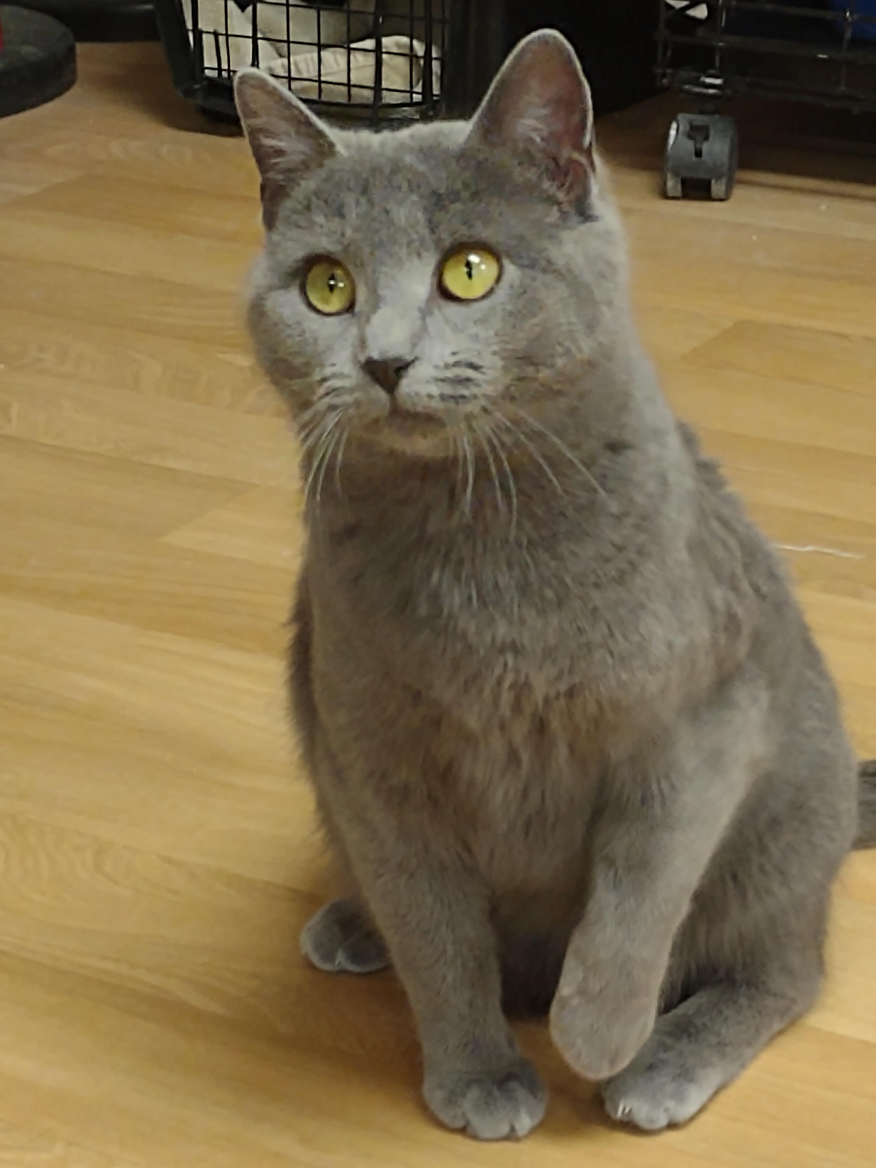 Velvet, ADOPTABLE, Young Female Russian Blue & Domestic Short Hair.