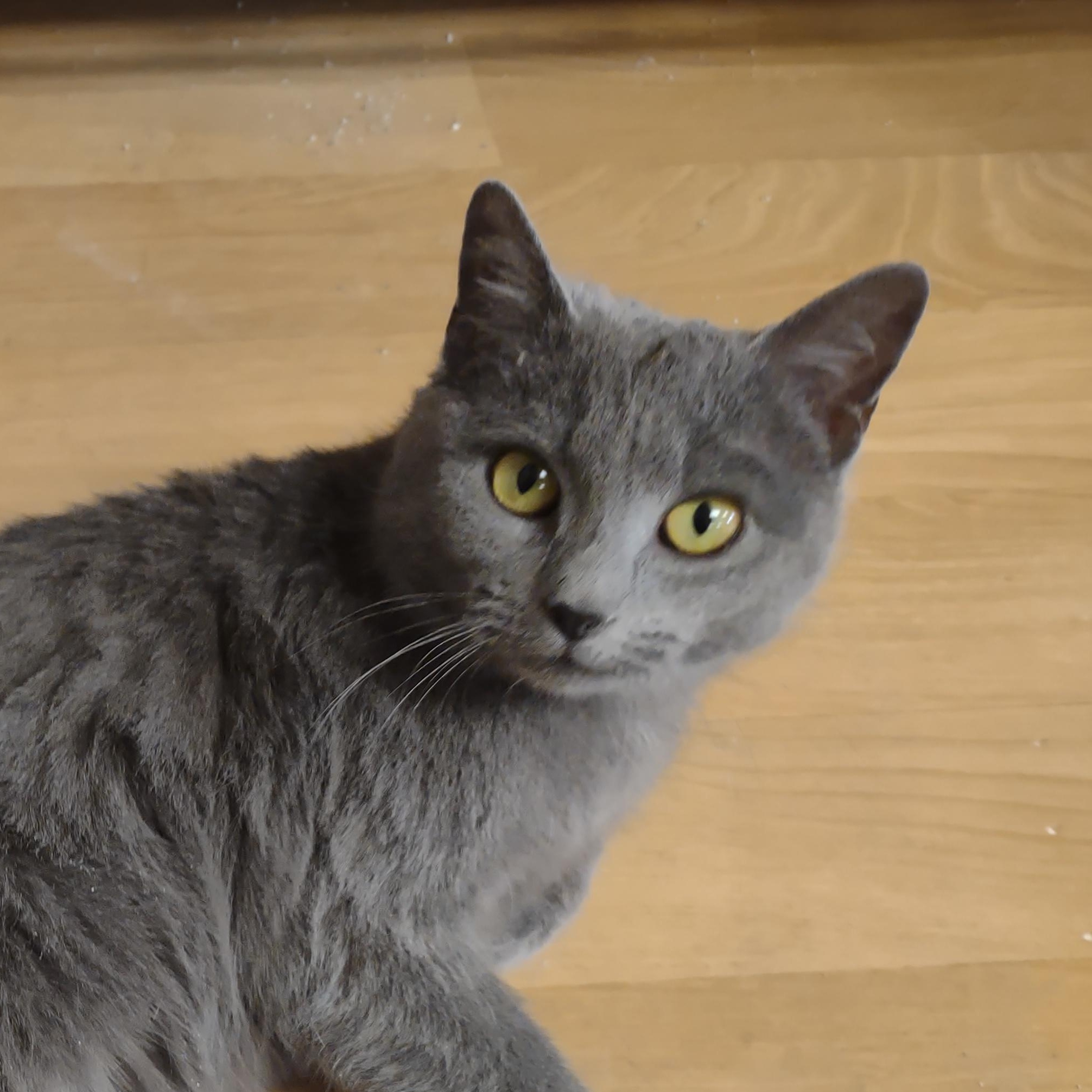 Enlarge Velvet, a ADOPTABLE mixed breed in Montour Falls, NY image 2/5