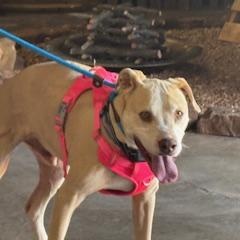 Enlarge Freddie, a Adoptable mixed breed in Yukon, OK image 3/6