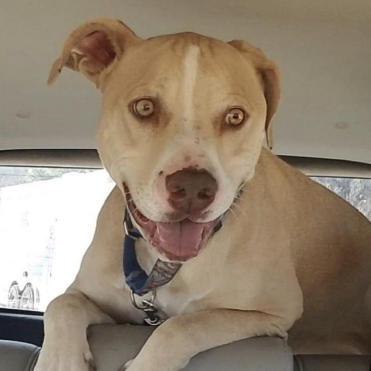 Enlarge Freddie, a Adoptable mixed breed in Yukon, OK image 5/6