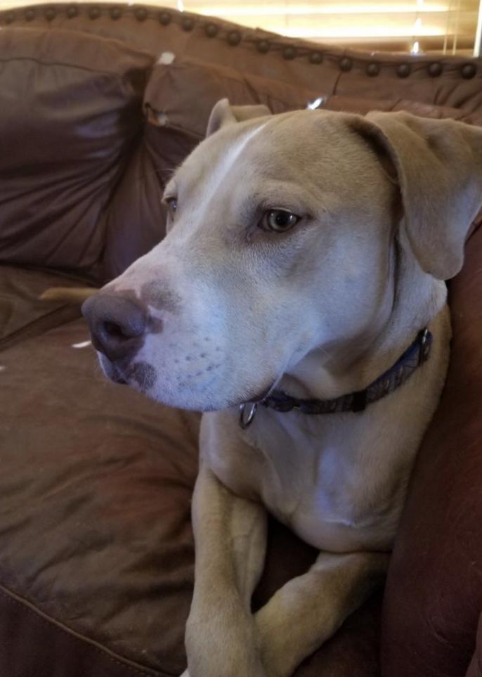 Enlarge Freddie, a Adoptable mixed breed in Yukon, OK image 1/6