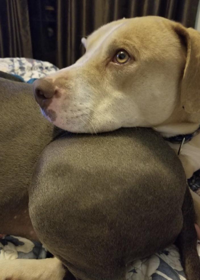 Enlarge Freddie, a Adoptable mixed breed in Yukon, OK image 6/6