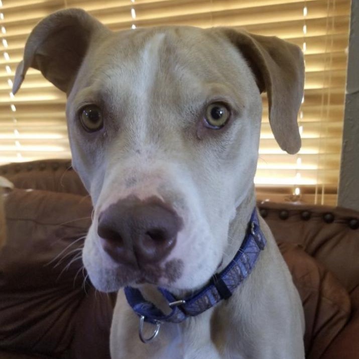 Enlarge Freddie, a Adoptable mixed breed in Yukon, OK image 2/6