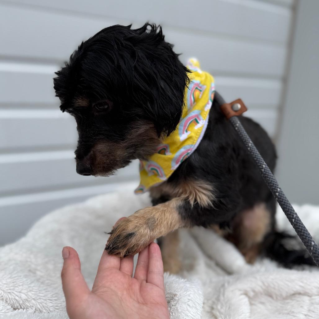 Rose, Adoptable, Young Female Maltese.